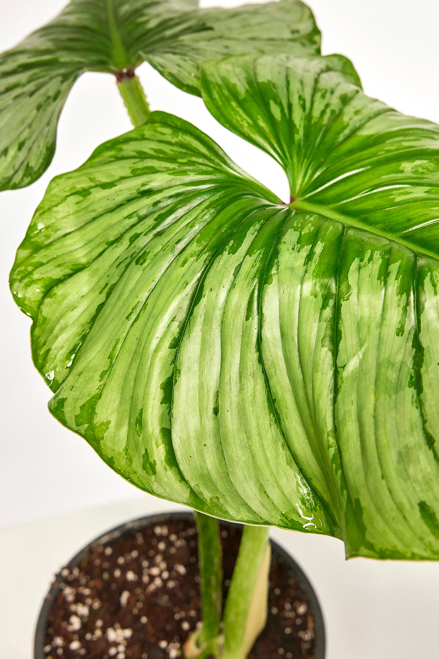 Philodendron mamei