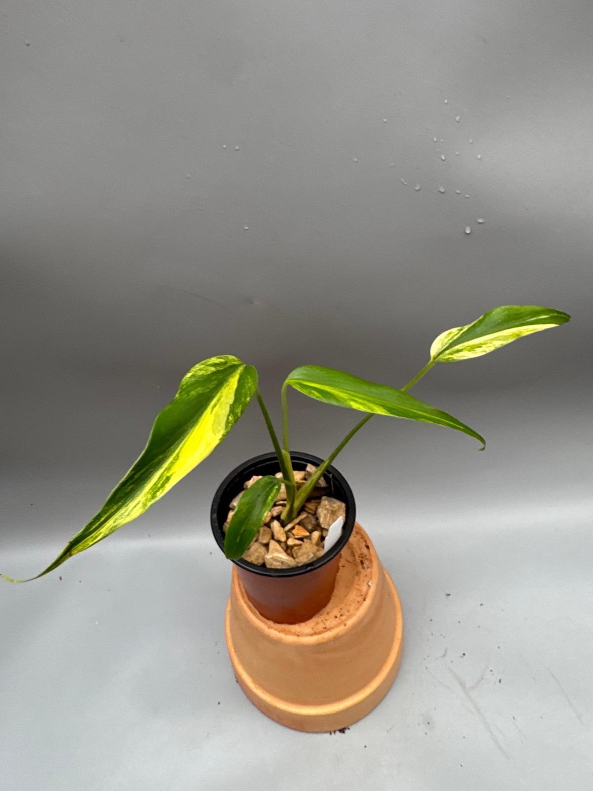 monstera burle marx flame kaufen Monstera 'Burle Marx Flame' variegata Aurea