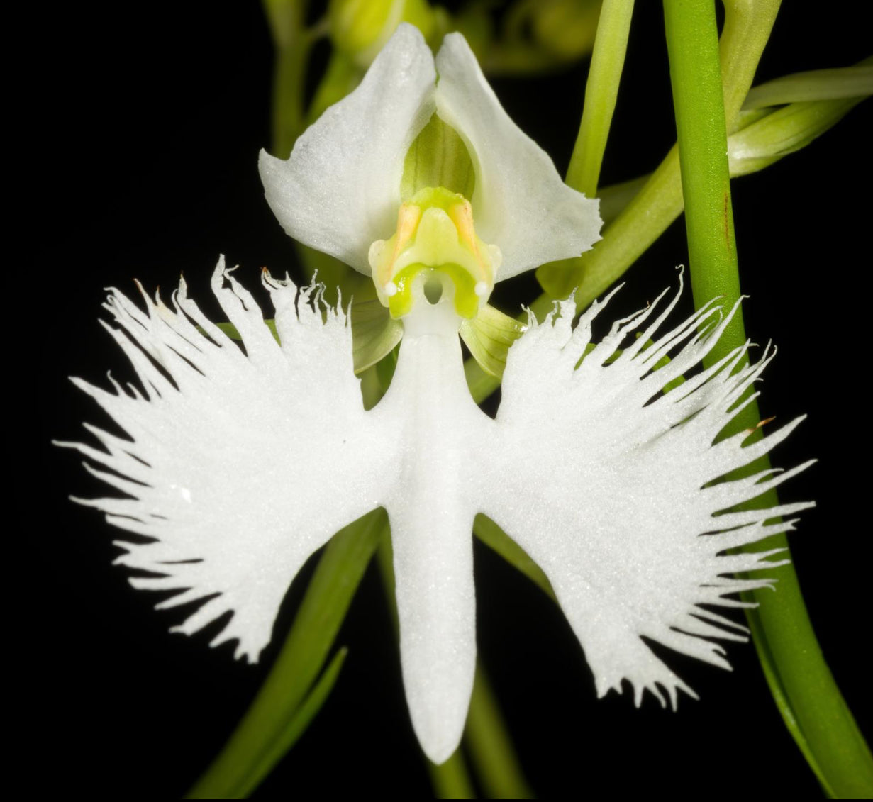 Pecteilis radiata