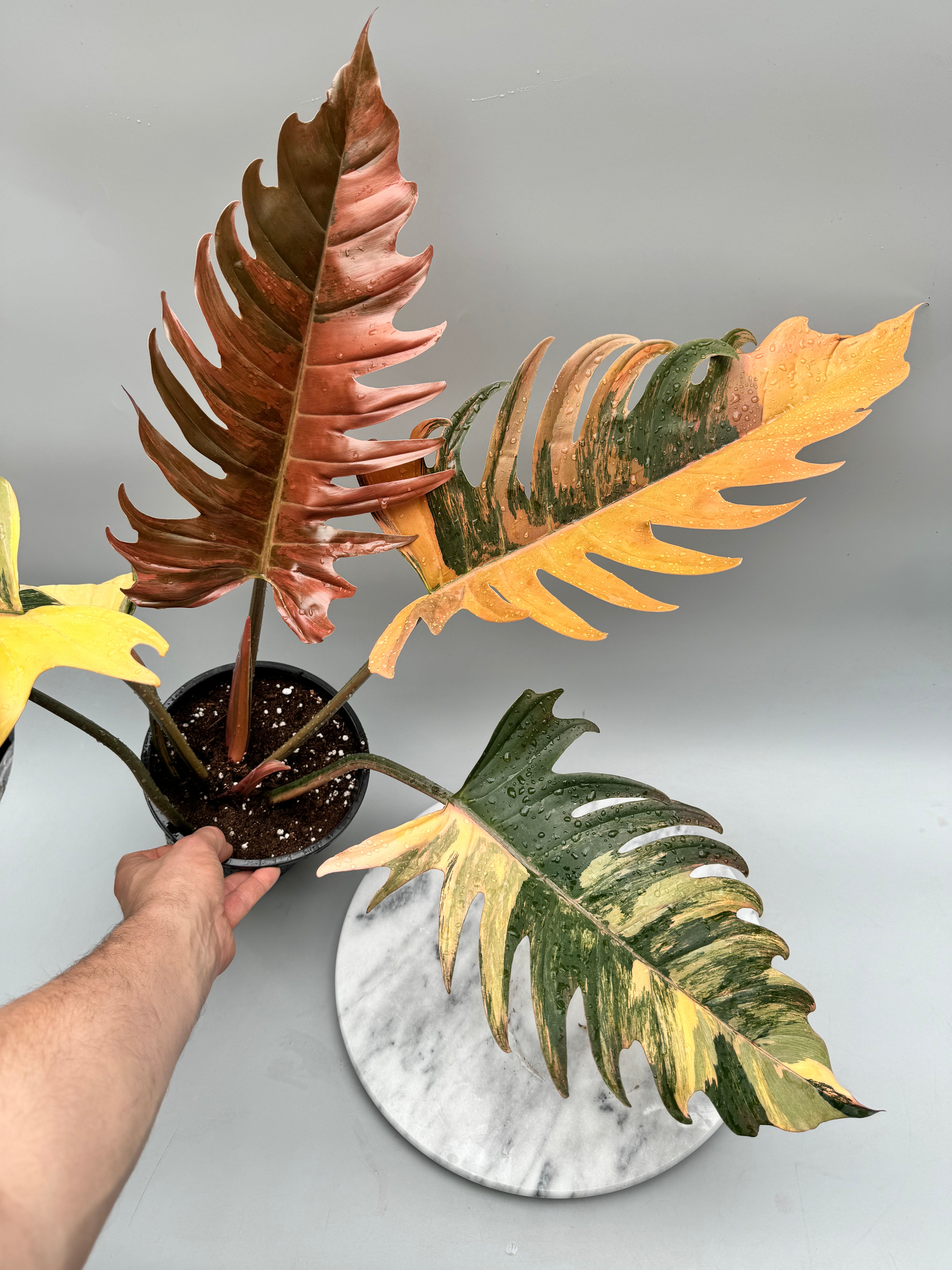 Philodendron Caramel Marble