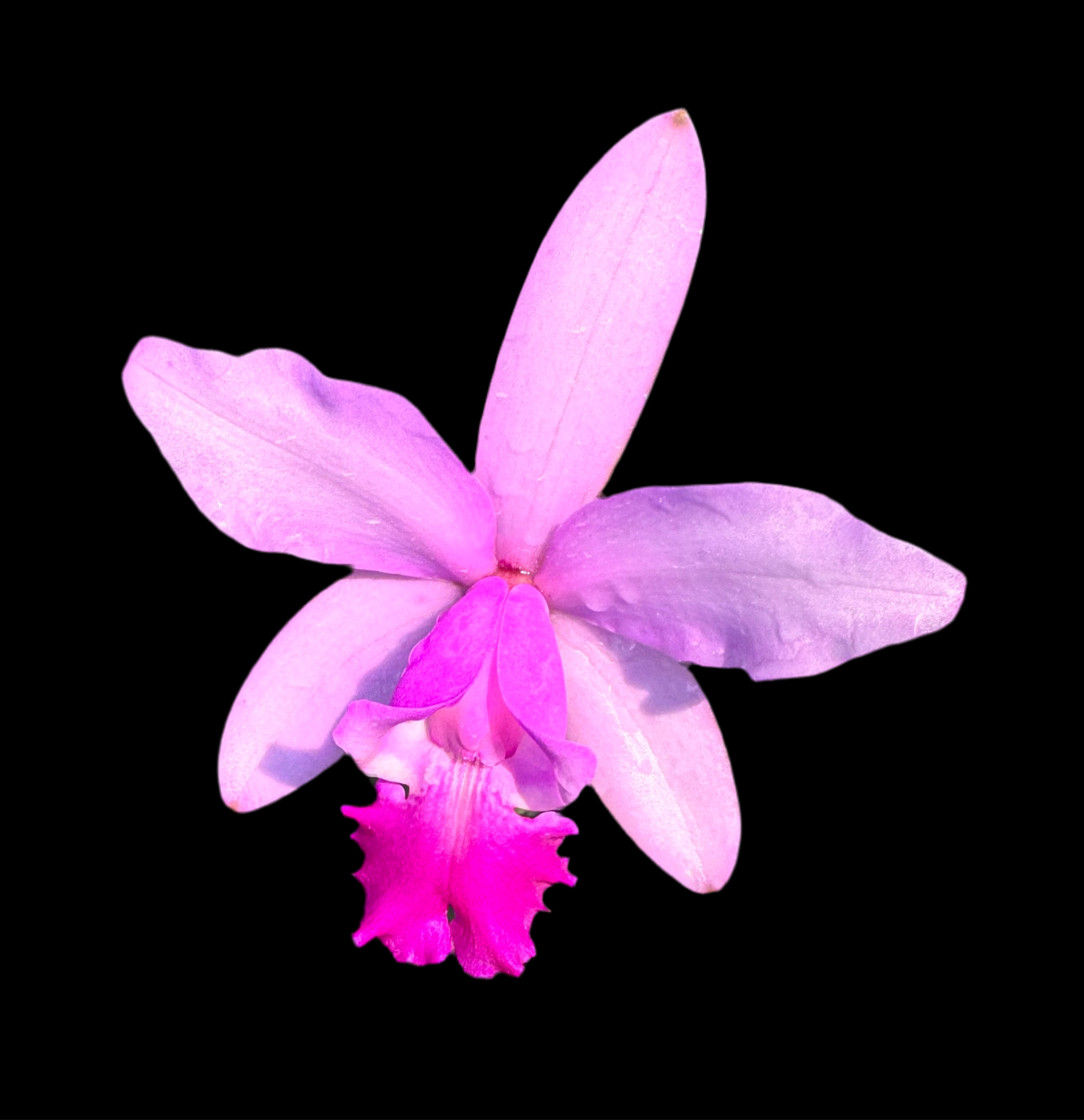 Cattleya intermedia x lueddemanniana