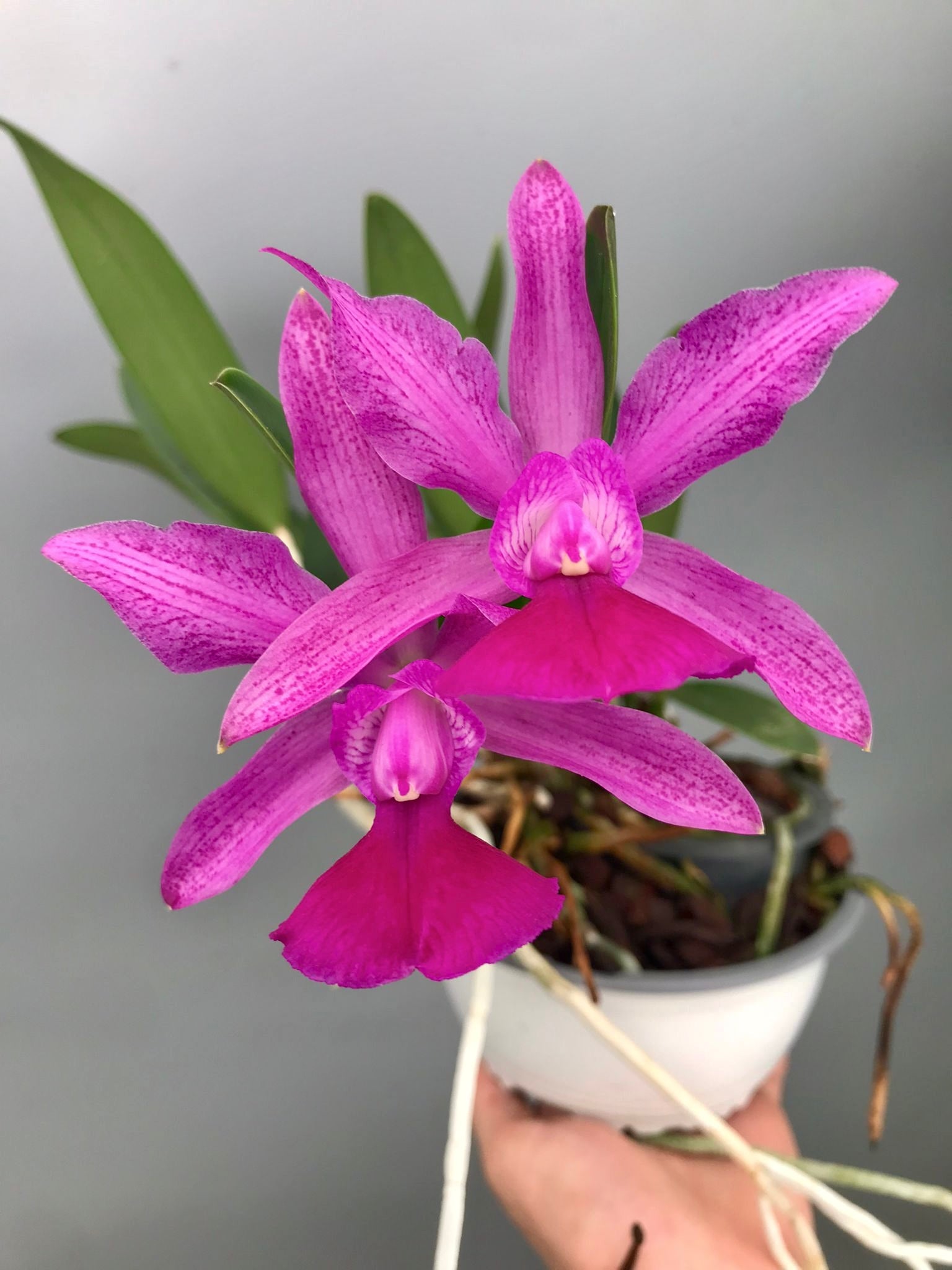 Cattleya Brabantiae "Banderantes" SM/JOGA x C.walkeriana flamea "3 Lagoas"(Big Plant)