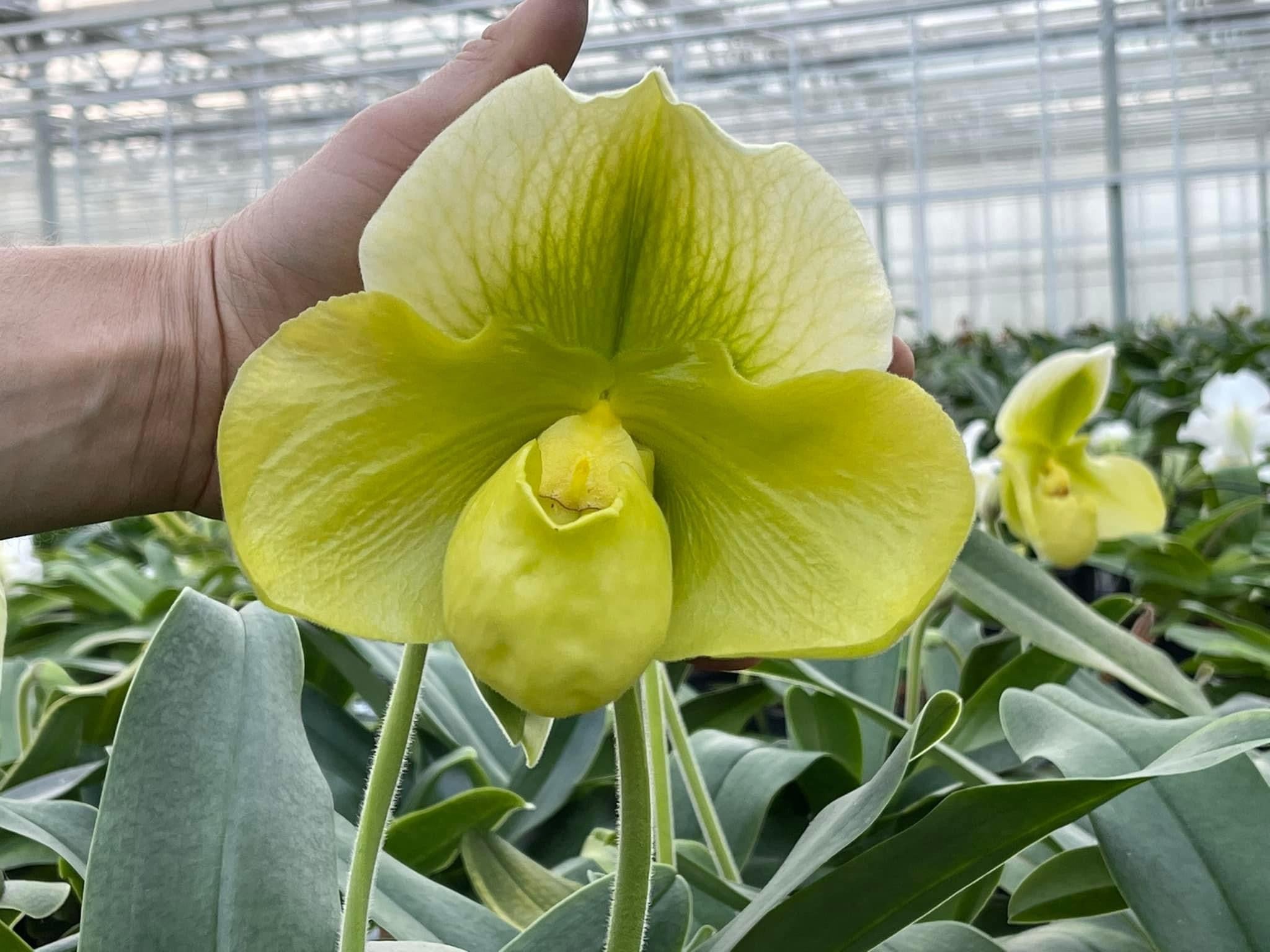 Paphiopedilum Hexenstein x malipoense