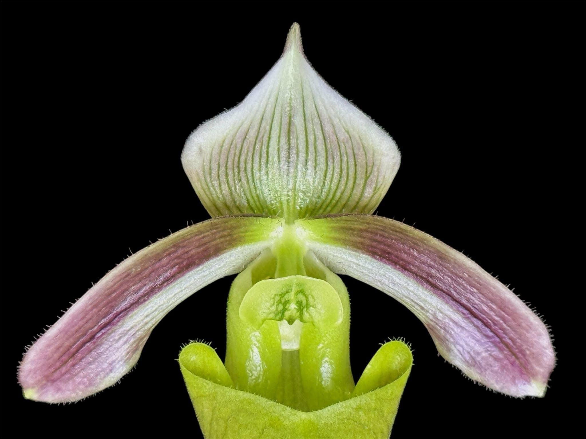 Paphiopedilum violascens