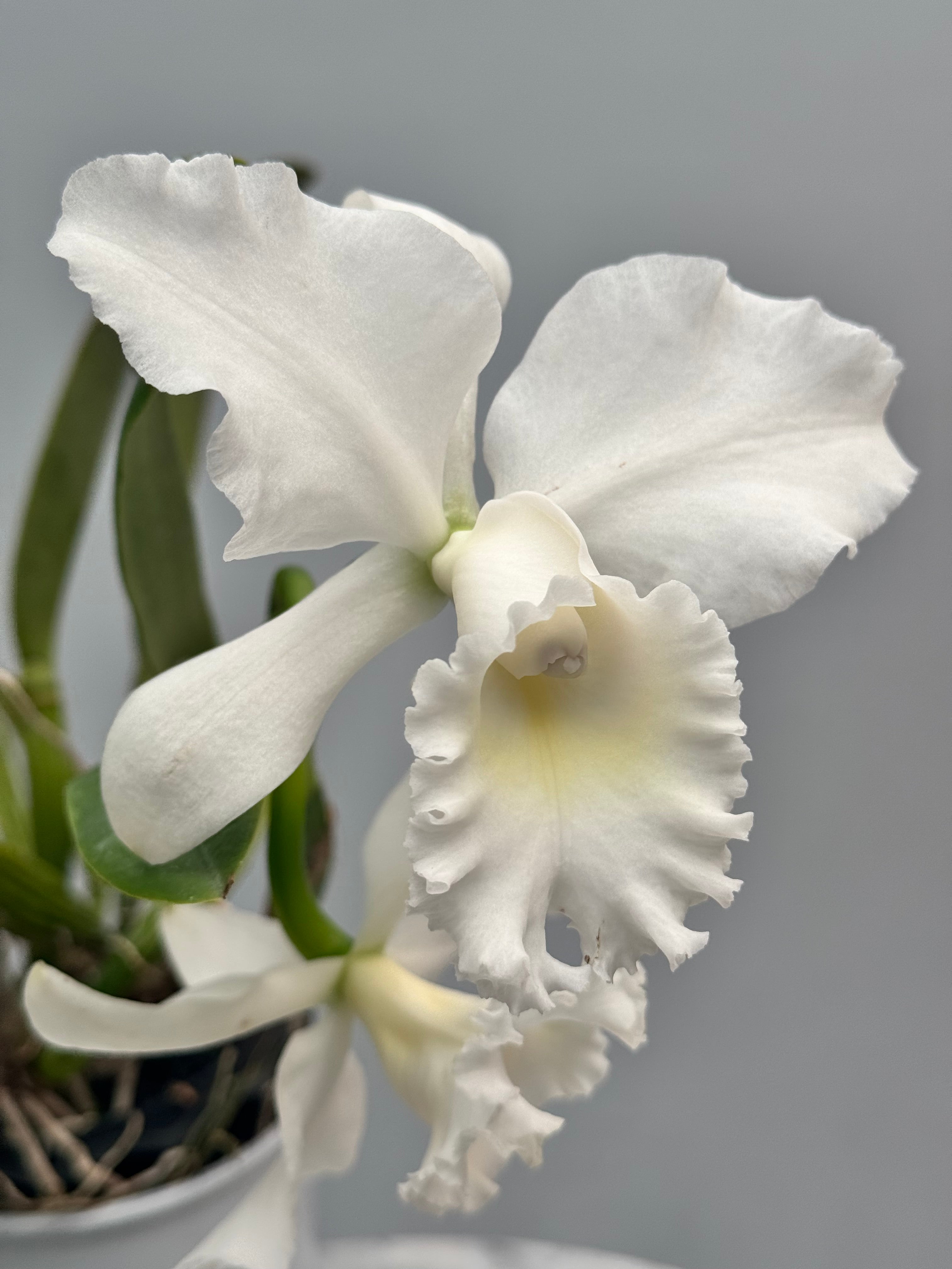 Cattleya Jairak Bella