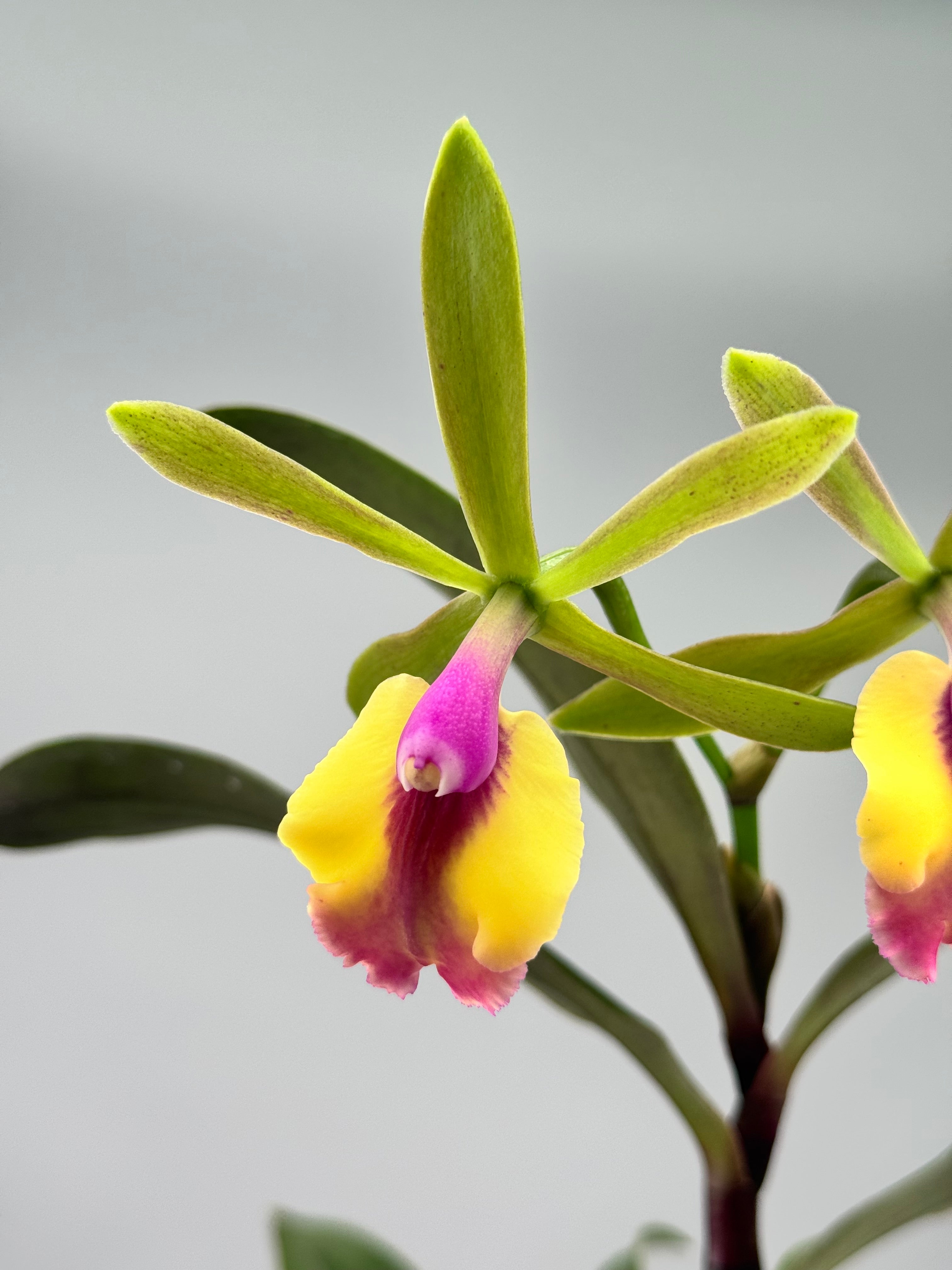 Epc. Rene Marques "Flame Thrower" HCC/AOS ‘Big Plant’