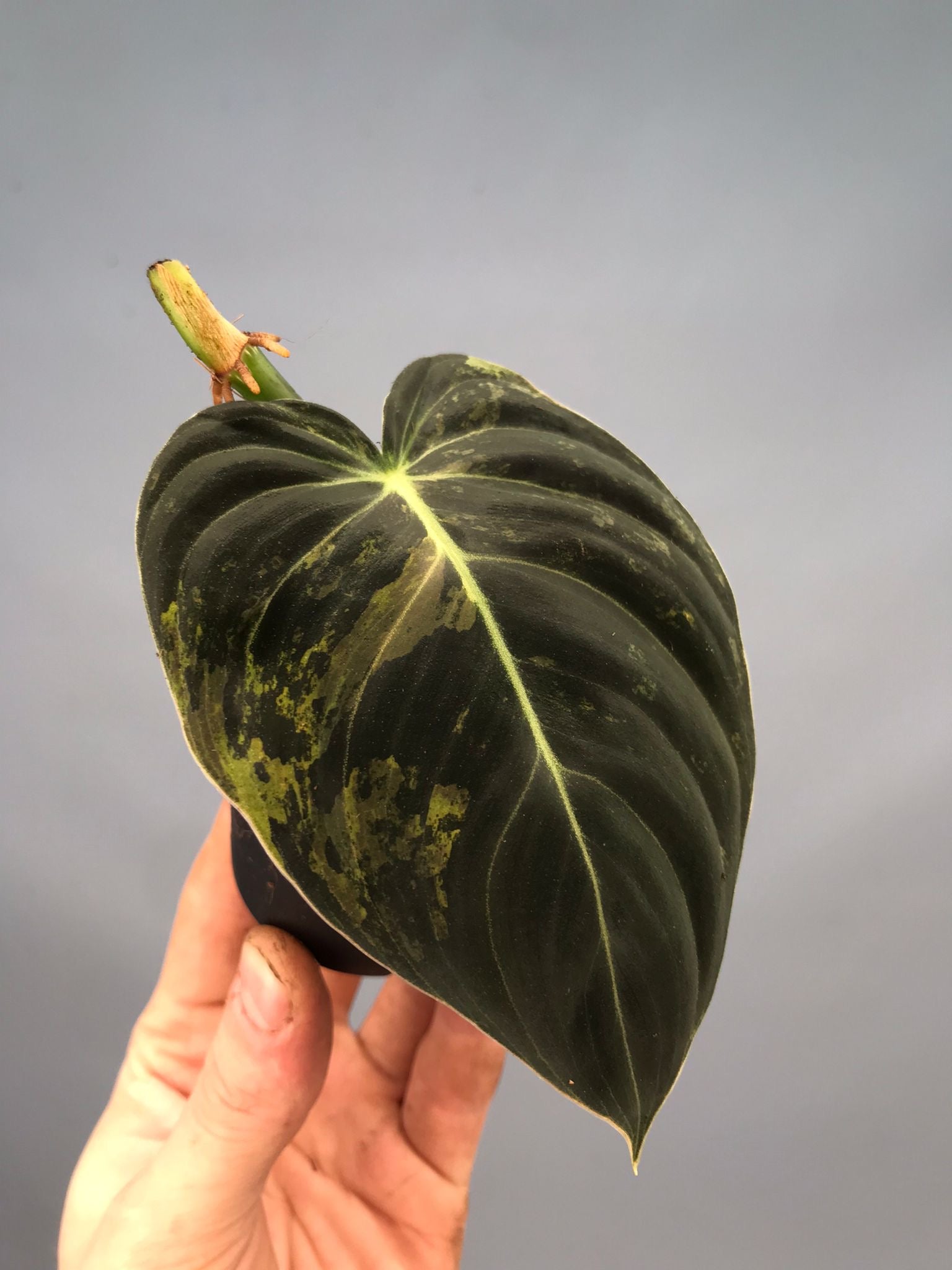 Philodendron melanochrysum variegata (leave cutting)