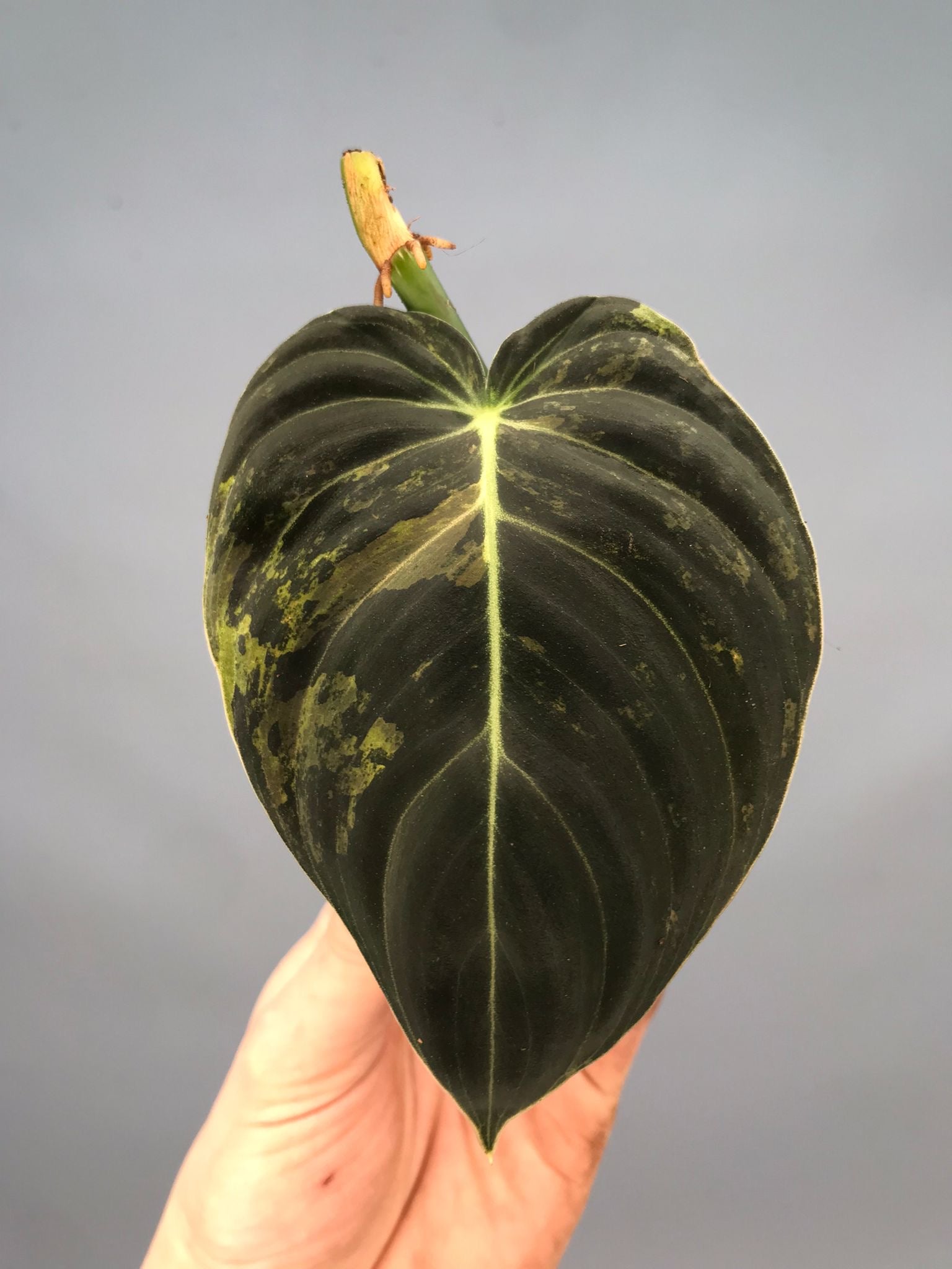 Philodendron melanochrysum variegata (leave cutting)