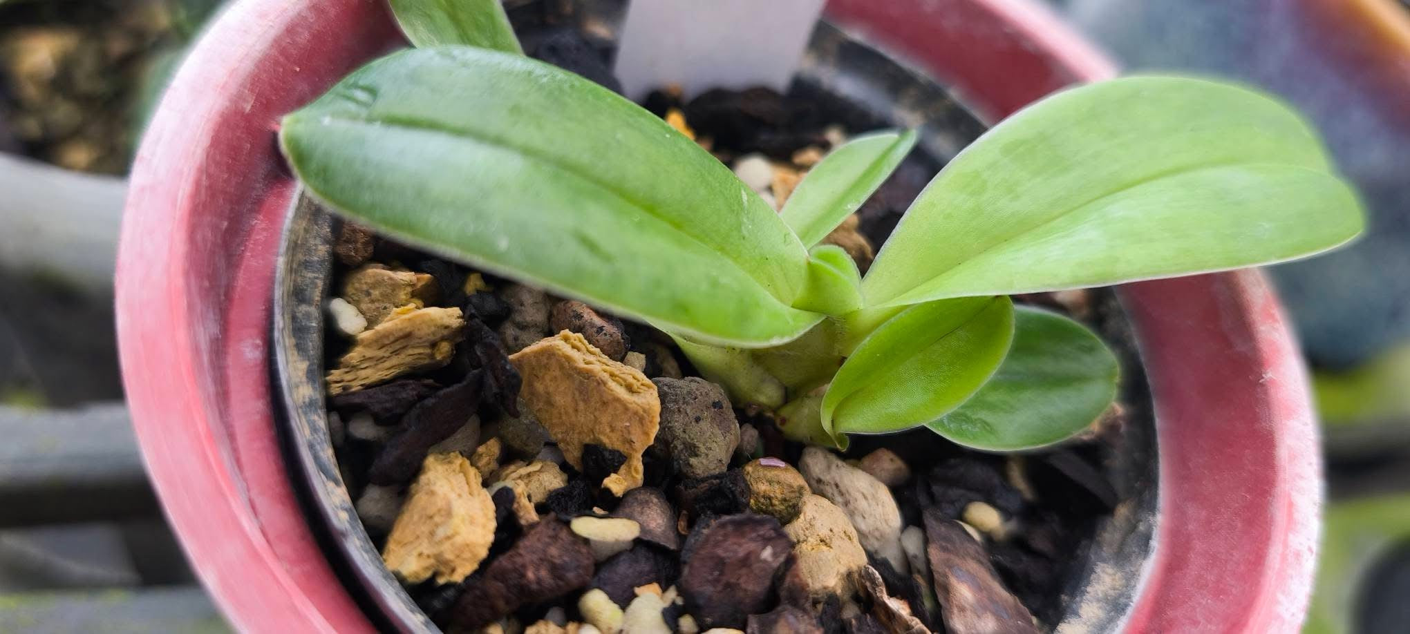 Paphiopedilum tranlienianum alba
