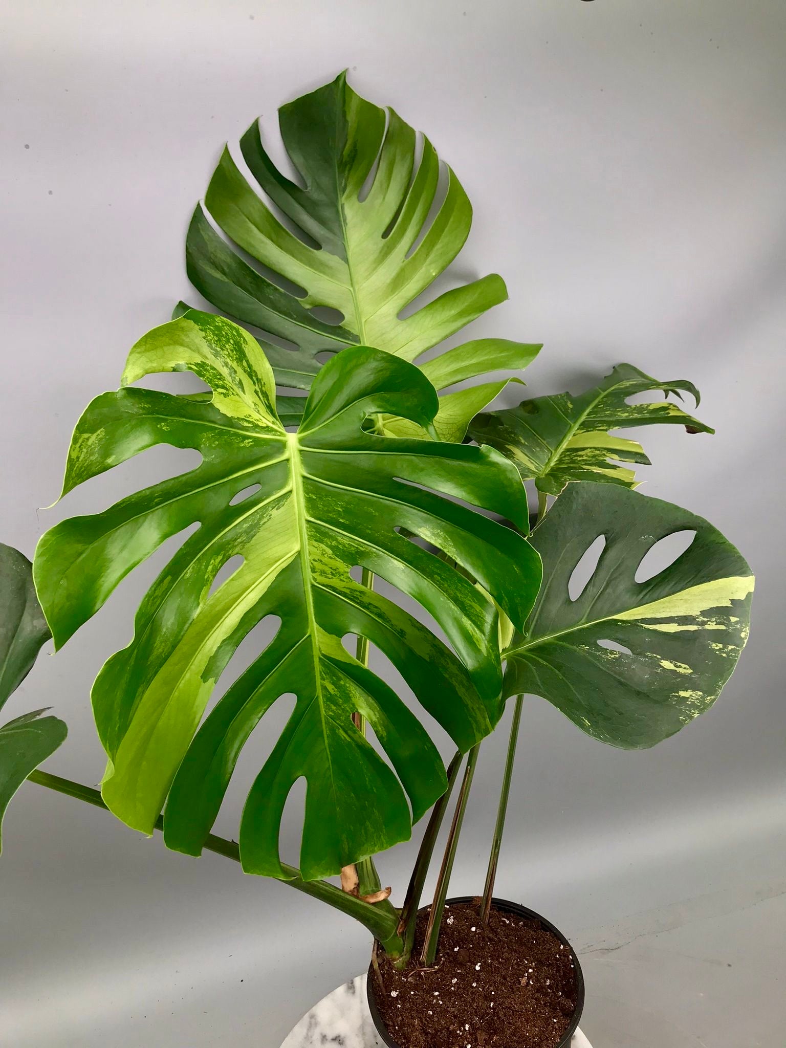 monstera deliciosa oceana Monstera Ocean Mint (Nr 3.1)
