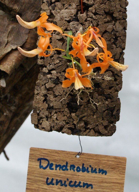 Dendrobium unicum