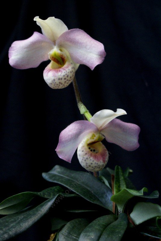 Paphiopedilum Conco Del x emersonii