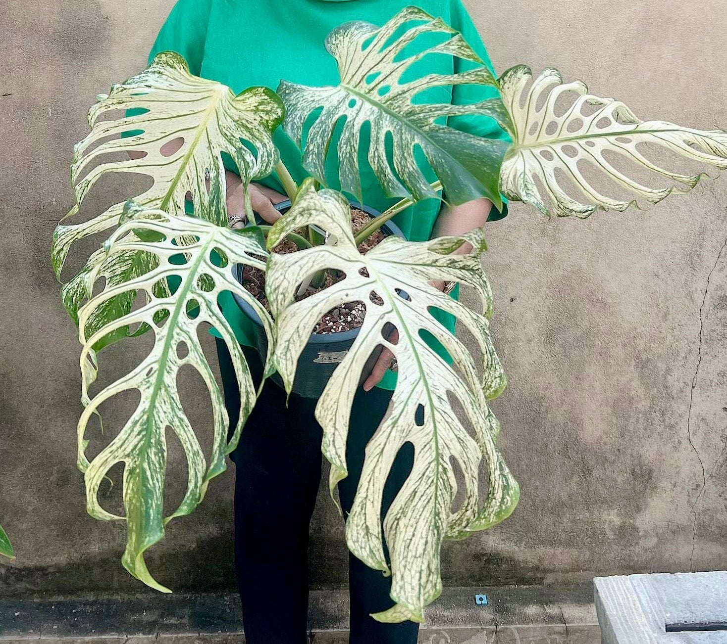 Monstera ‘Devil Monster’ XXL