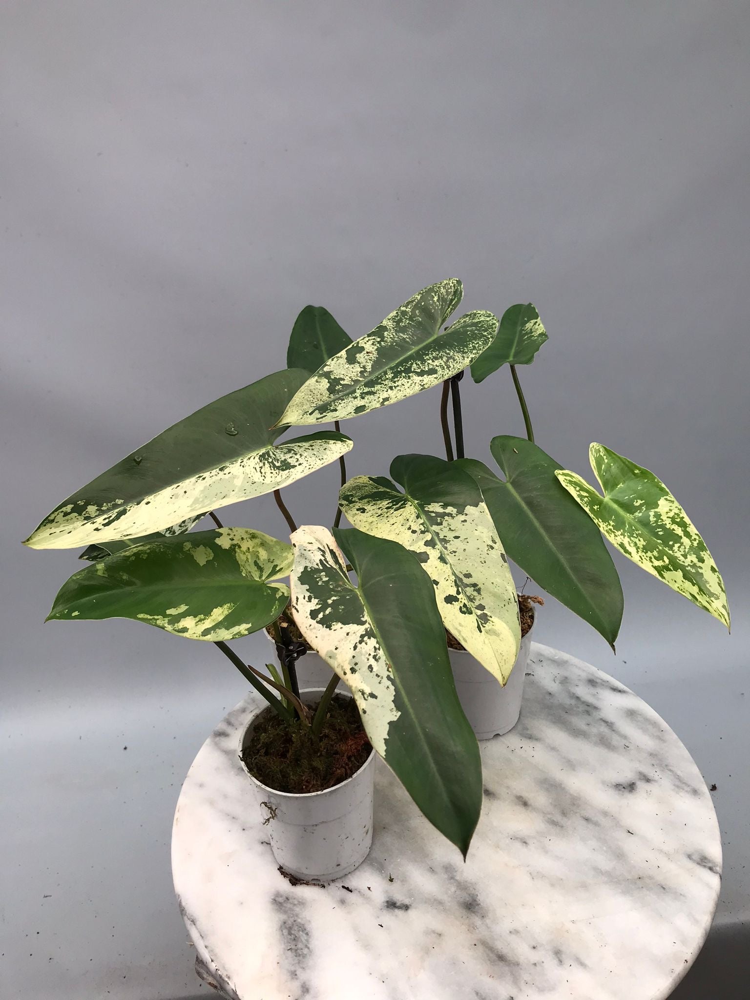 philodendron ilsemanii kaufen Philodendron ilsemanii