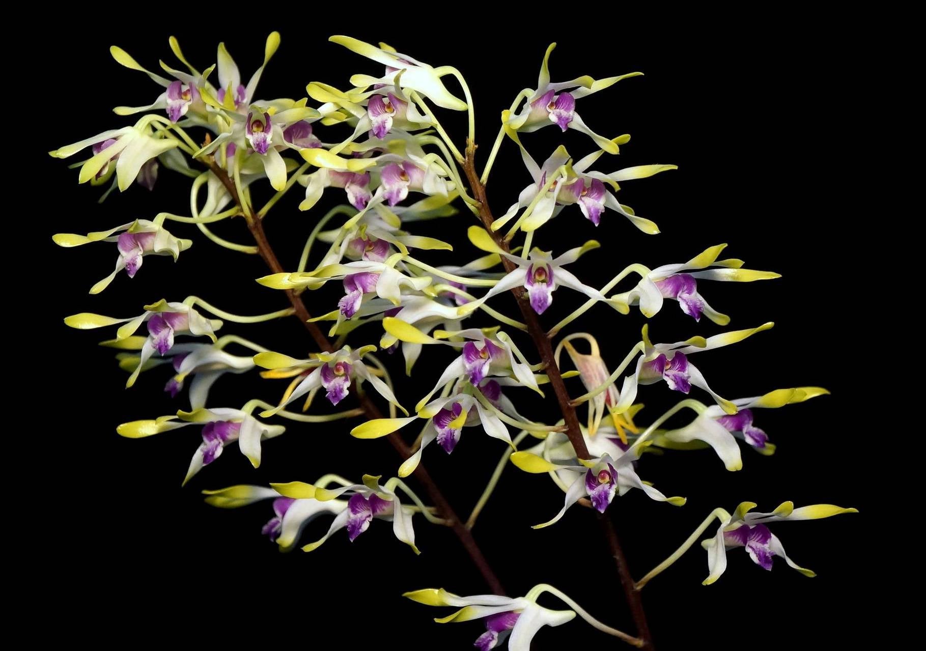 Dendrobium canaliculatum "Big Plant"