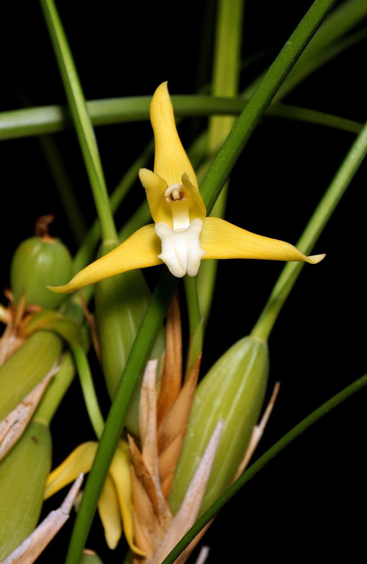 Maxillaria tenuifolia var albina