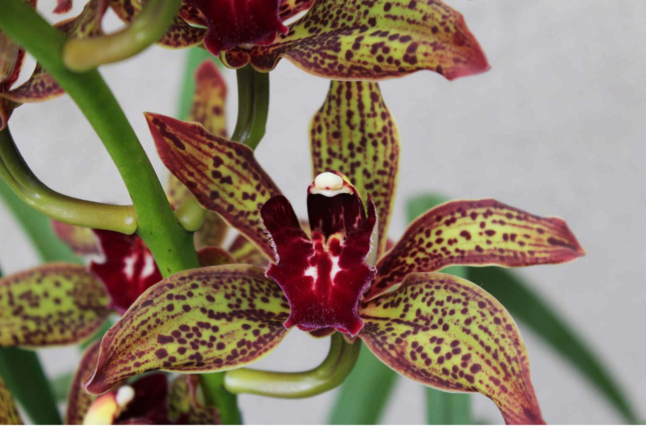 Cymbidium Beatriz Kunning “Arabotanica”