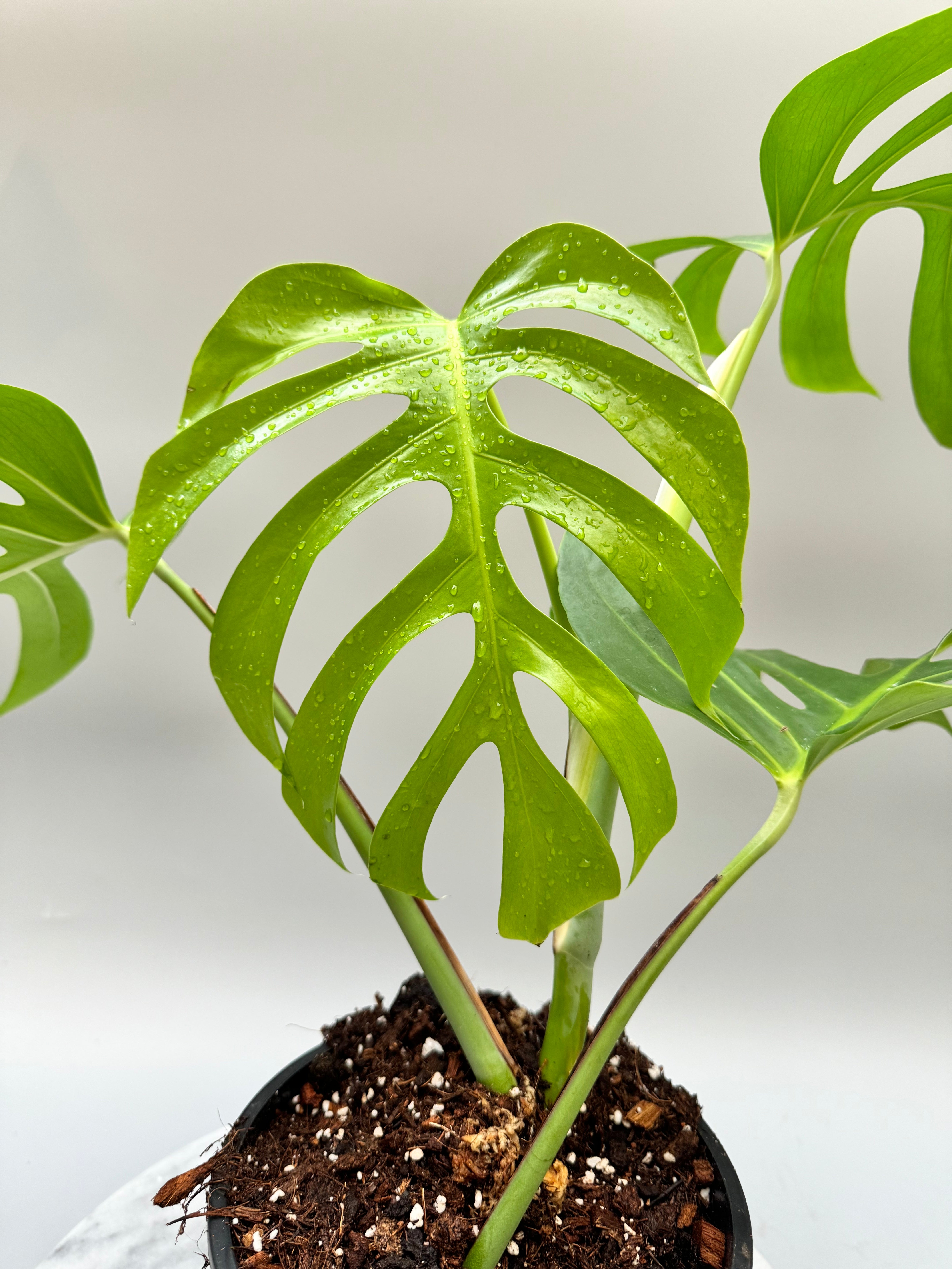 Monstera deliciosa var sierrana (Leaf Cutting)