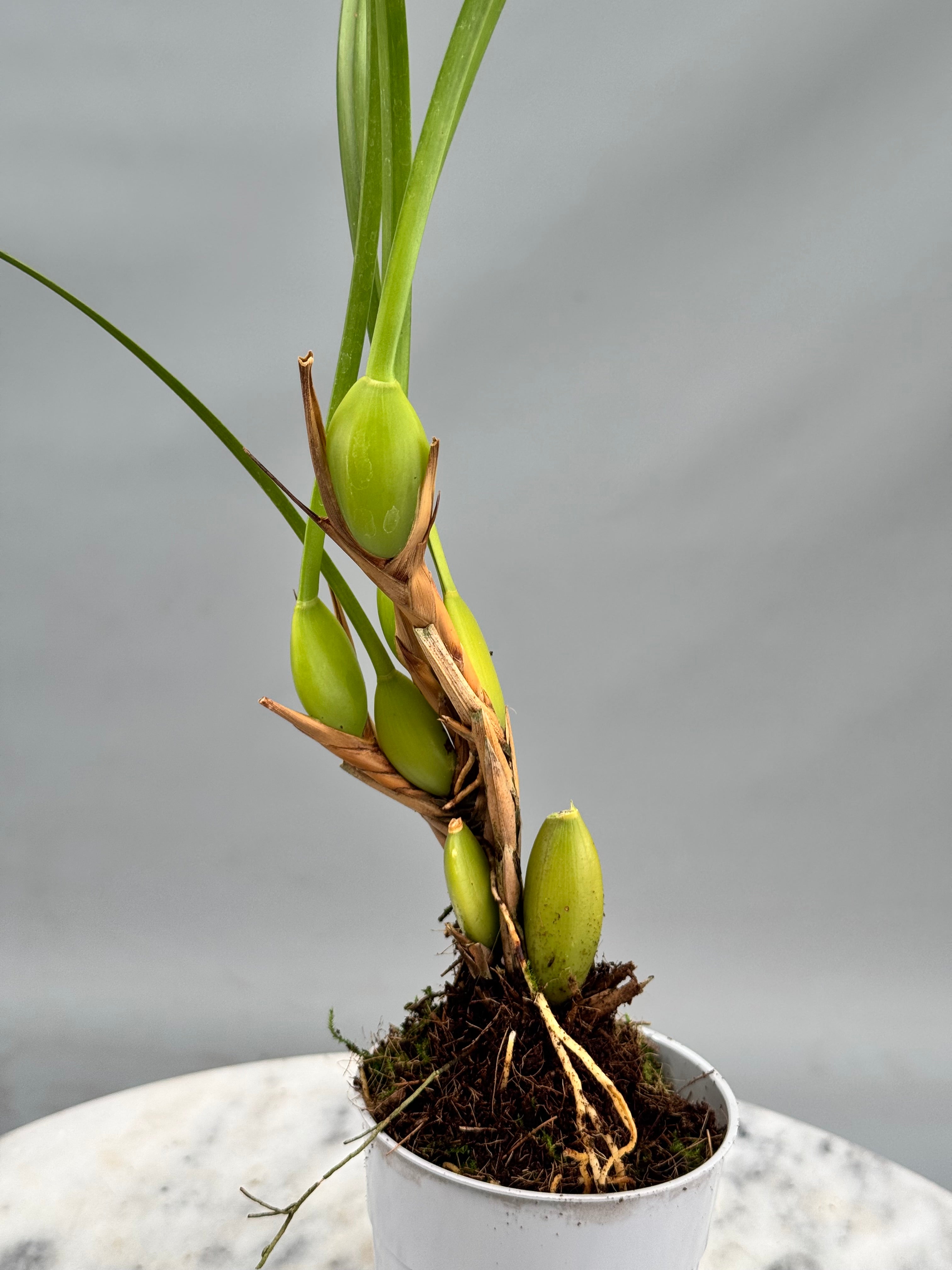 Maxillaria tenuifolia