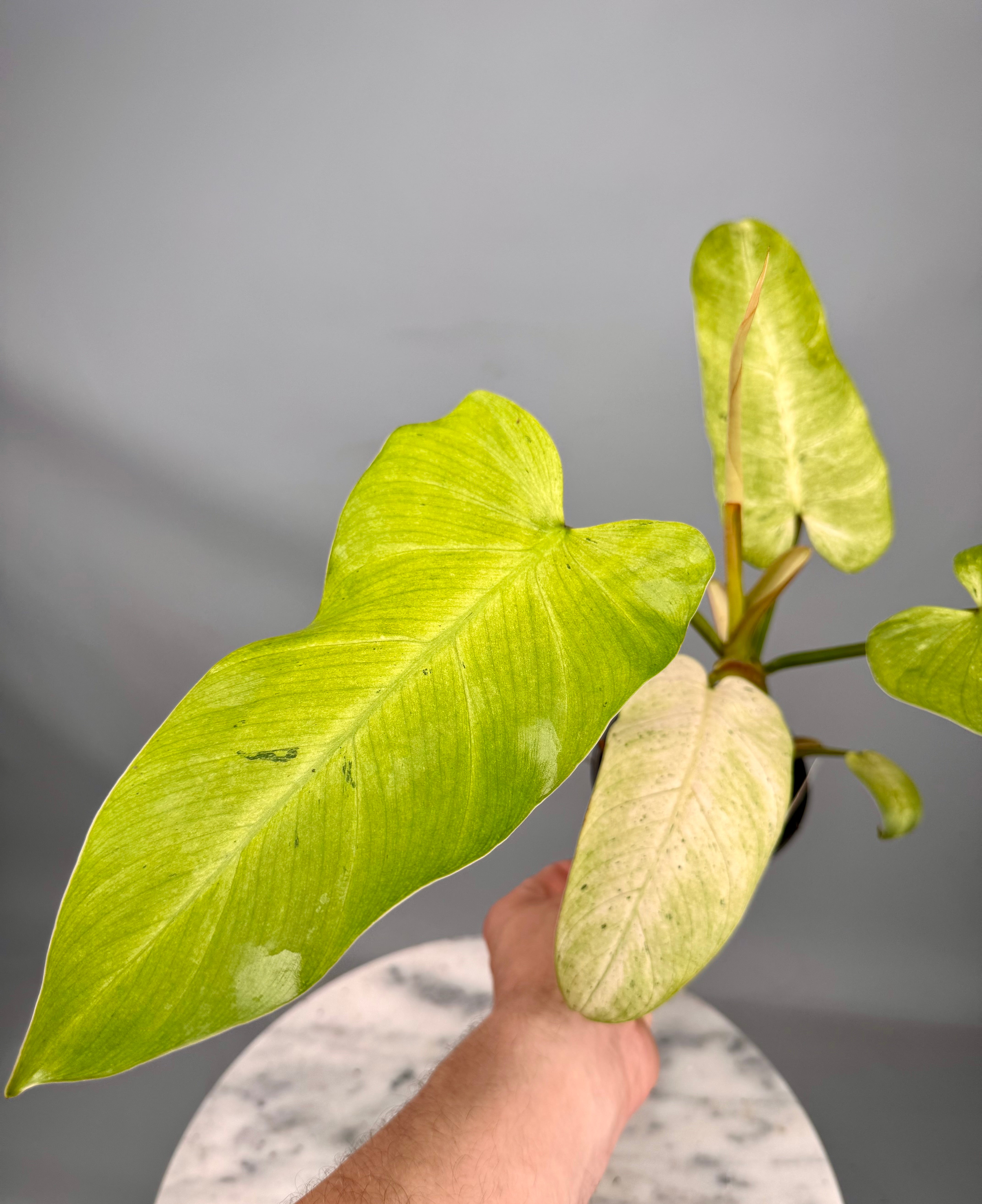 Philodendron Whipple Way