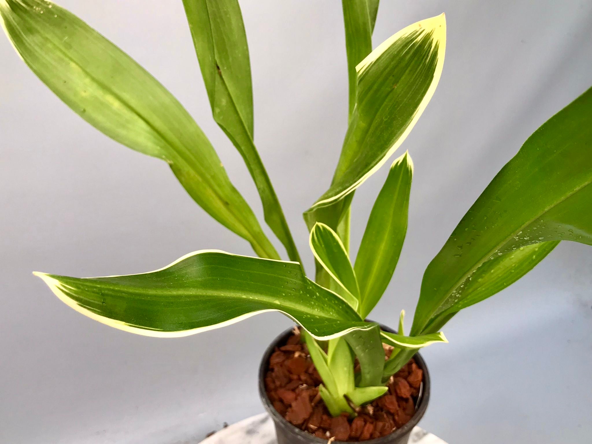 Grammatophyllum scriptum var. citrinum