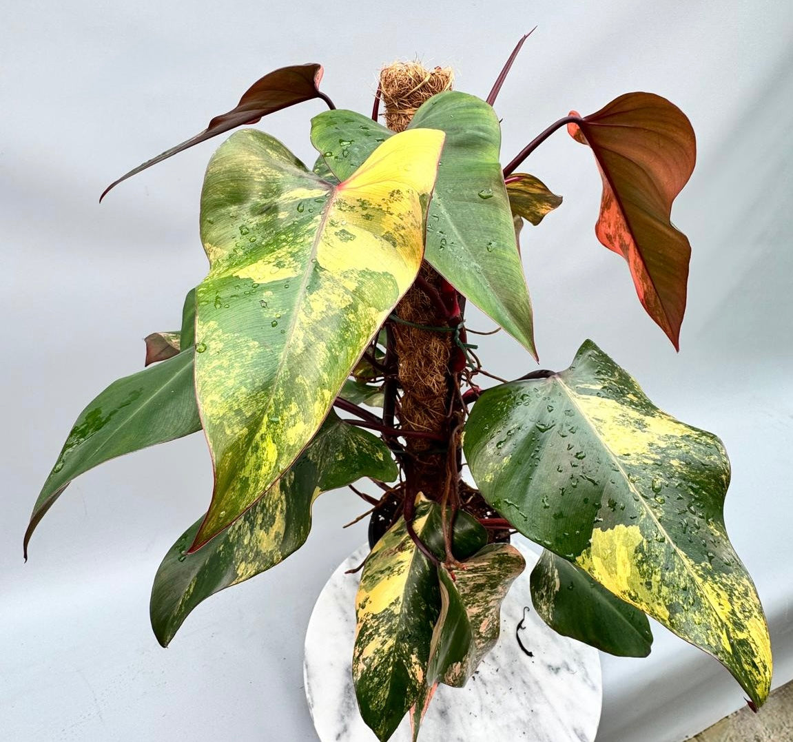 Philodendron strawberry shake (XXL Big Plant)