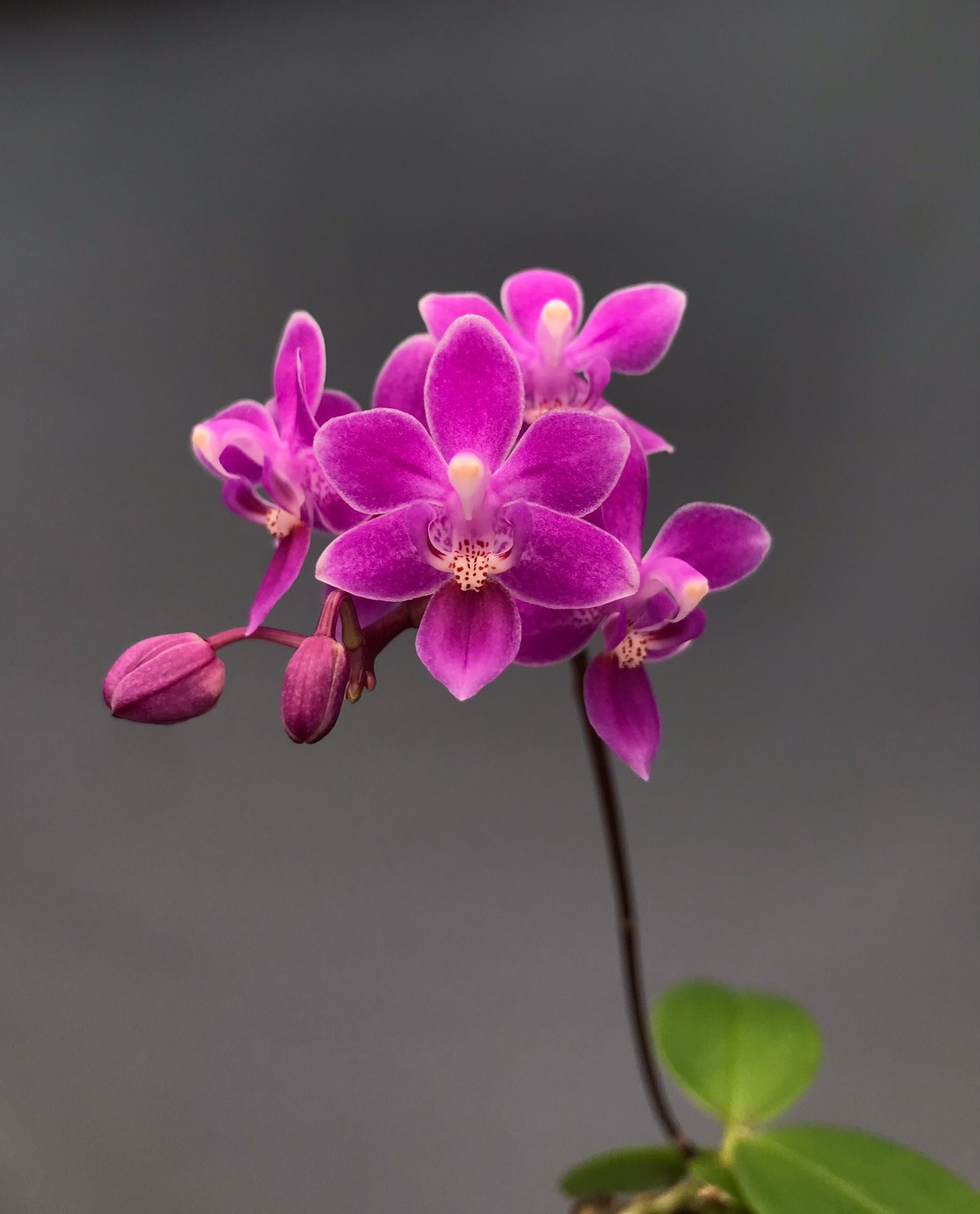 Phalaenopsis equestris "Pink Graz"