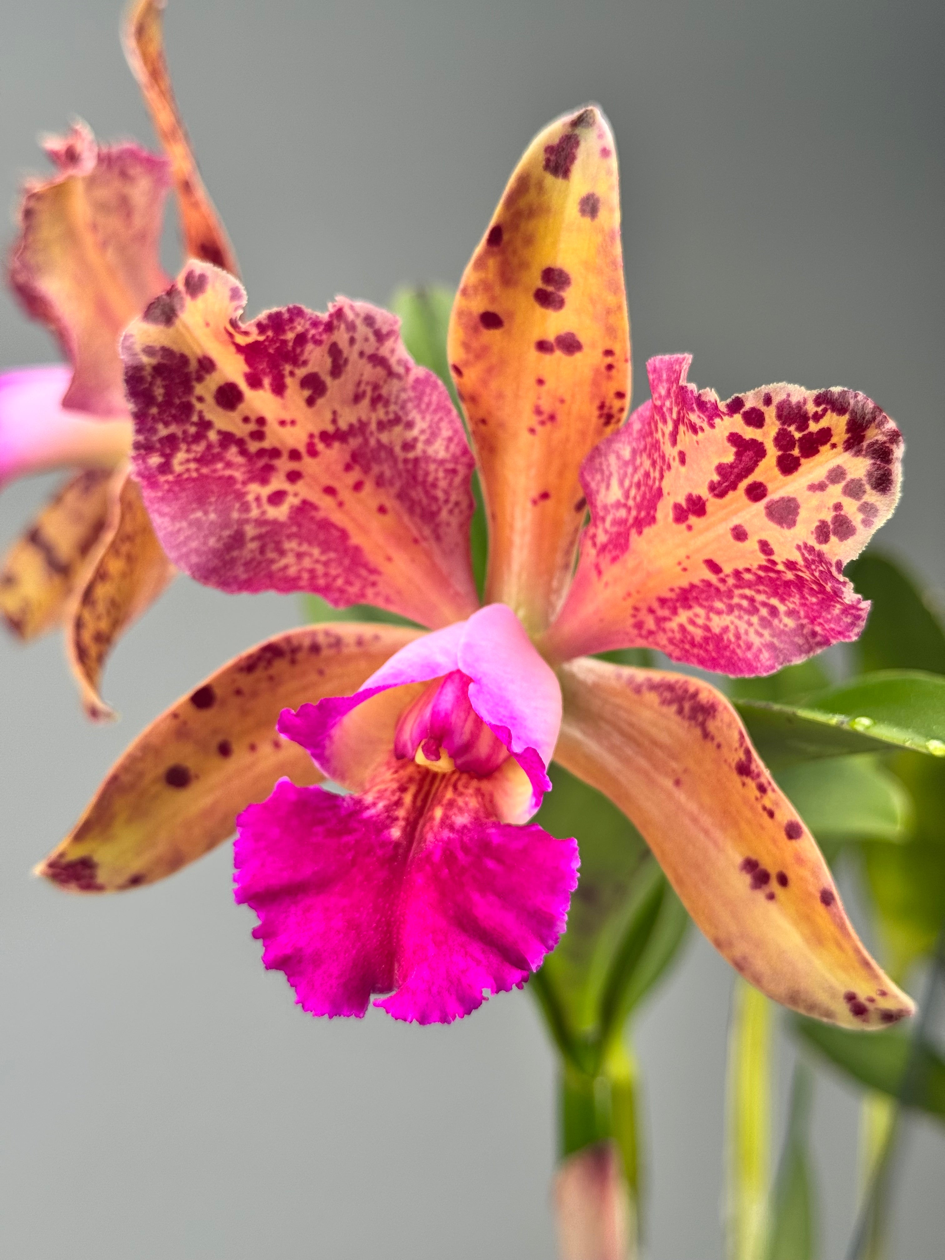 Blc. Durigan Dracco