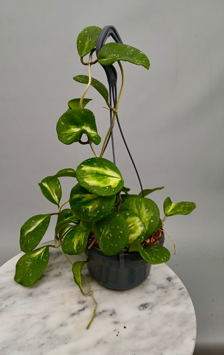 Hoya obovata variegata (Big Plant)