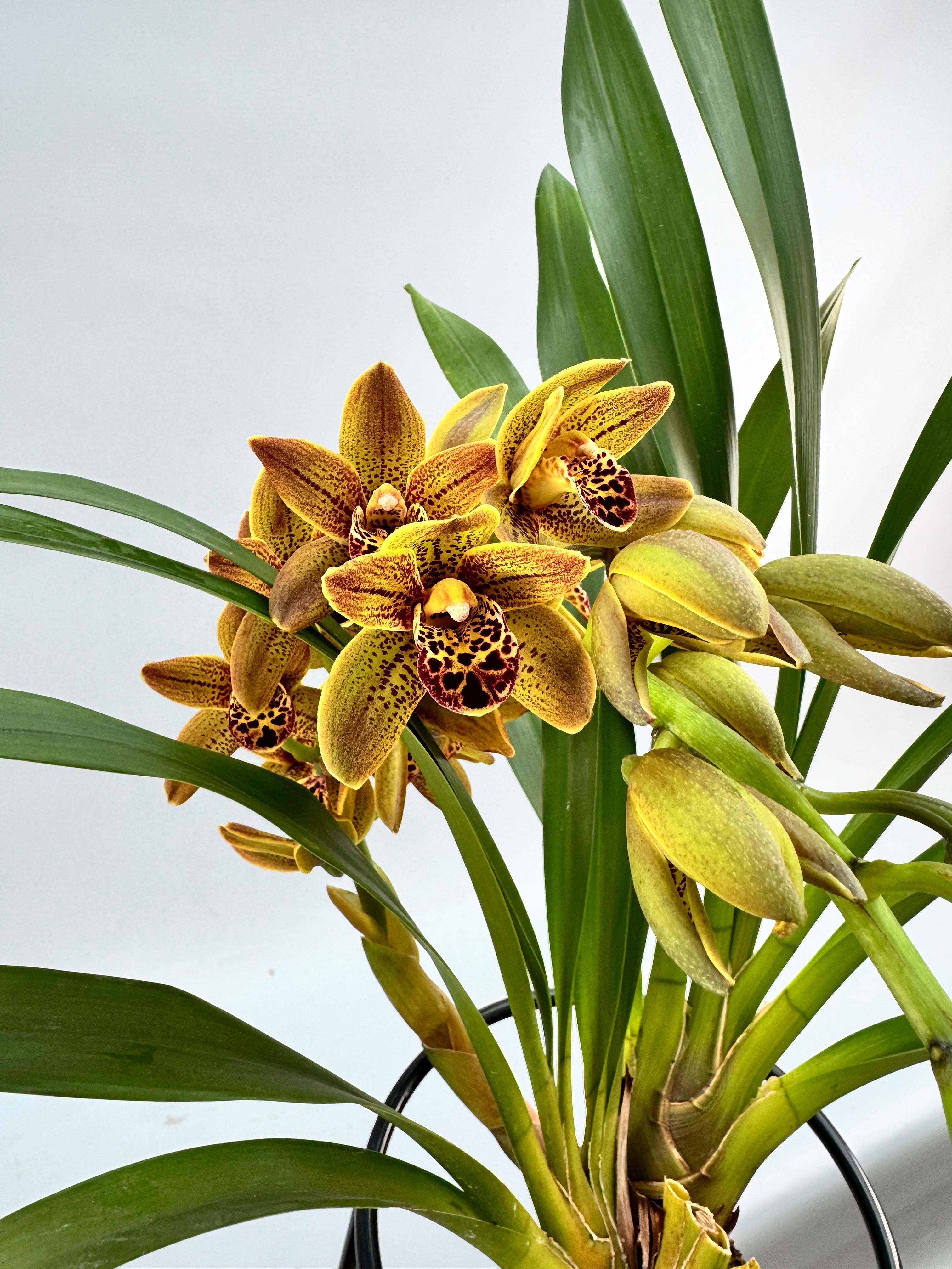 Cymbidium Veronica special hybrid selection