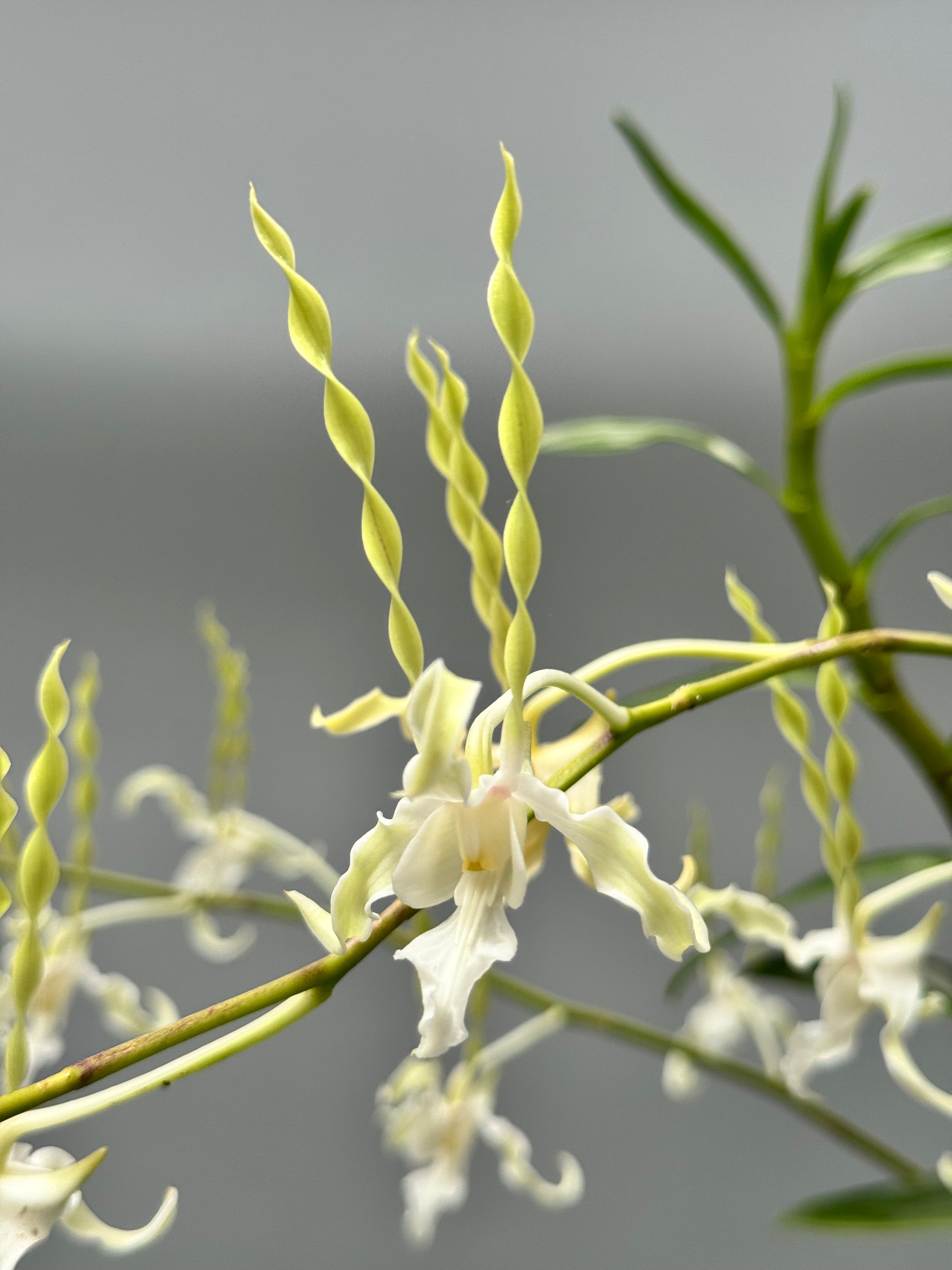 Dendrobium antennatum var. Alba