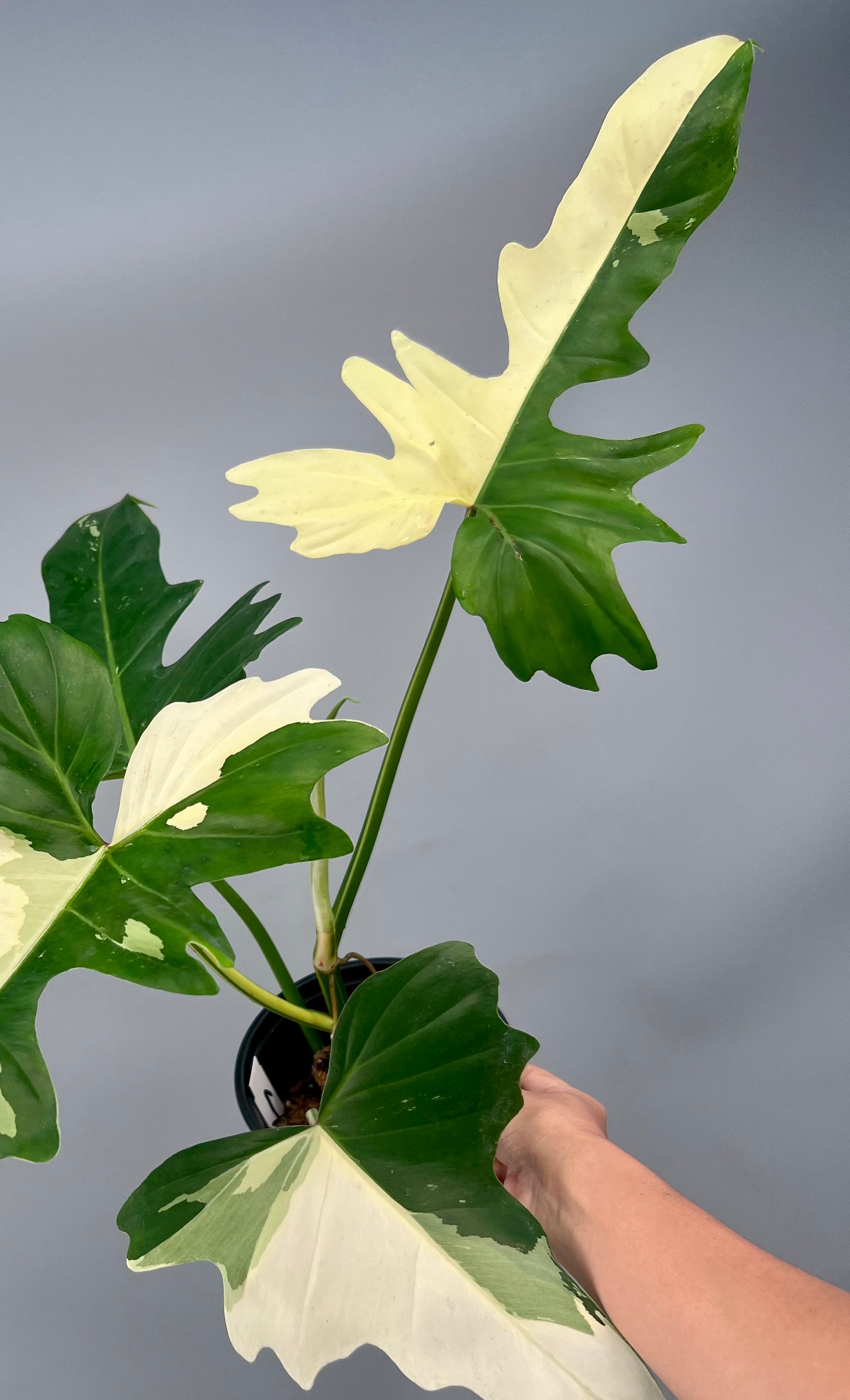Philodendron Golden Dragon variegated albo