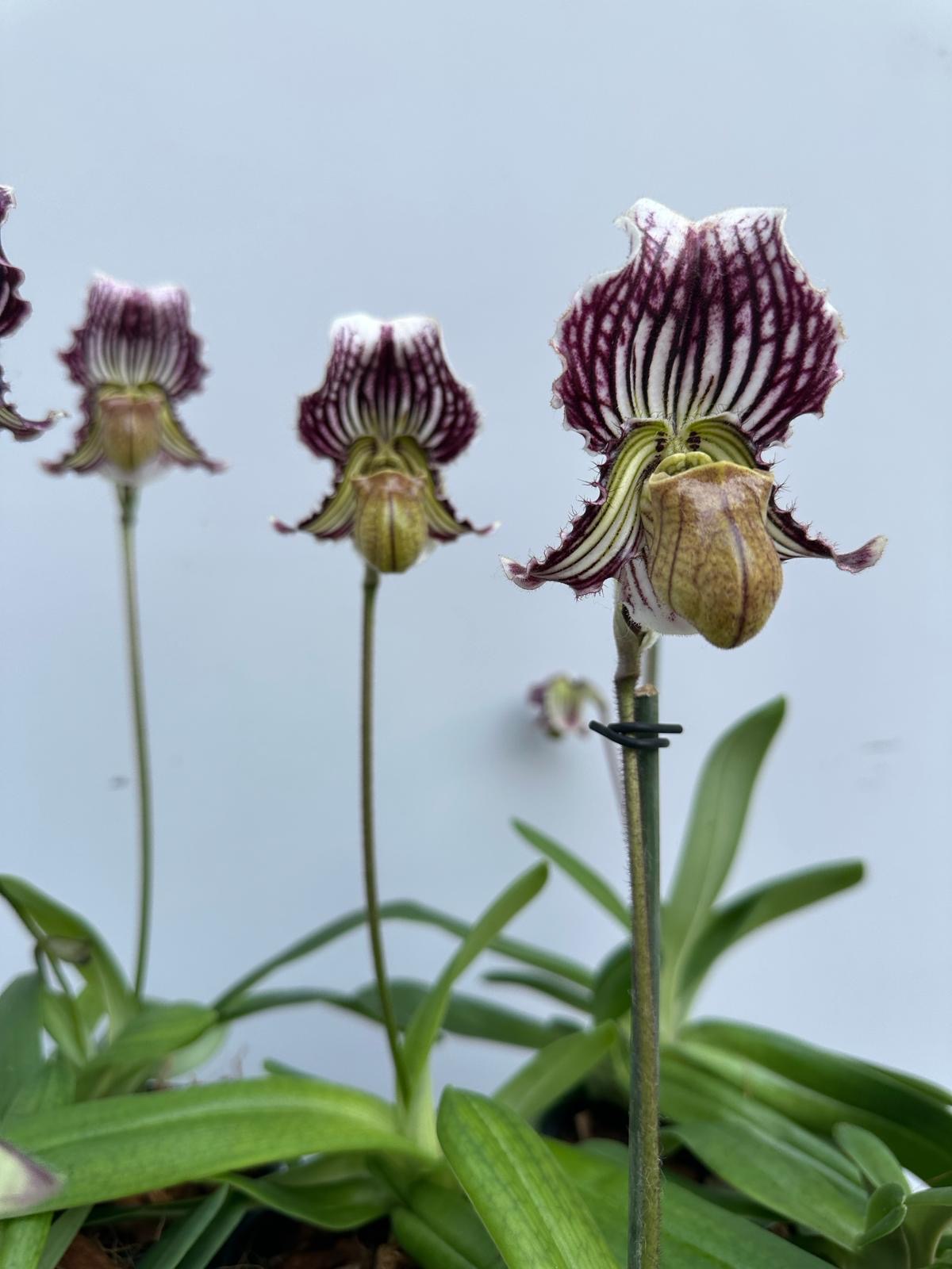 Paphiopedilum fairrieanum 'California Remake'