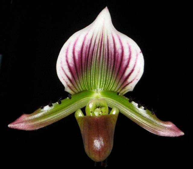 Paphiopedilum lawrenceanum (light green/white diamond leaves pattern)