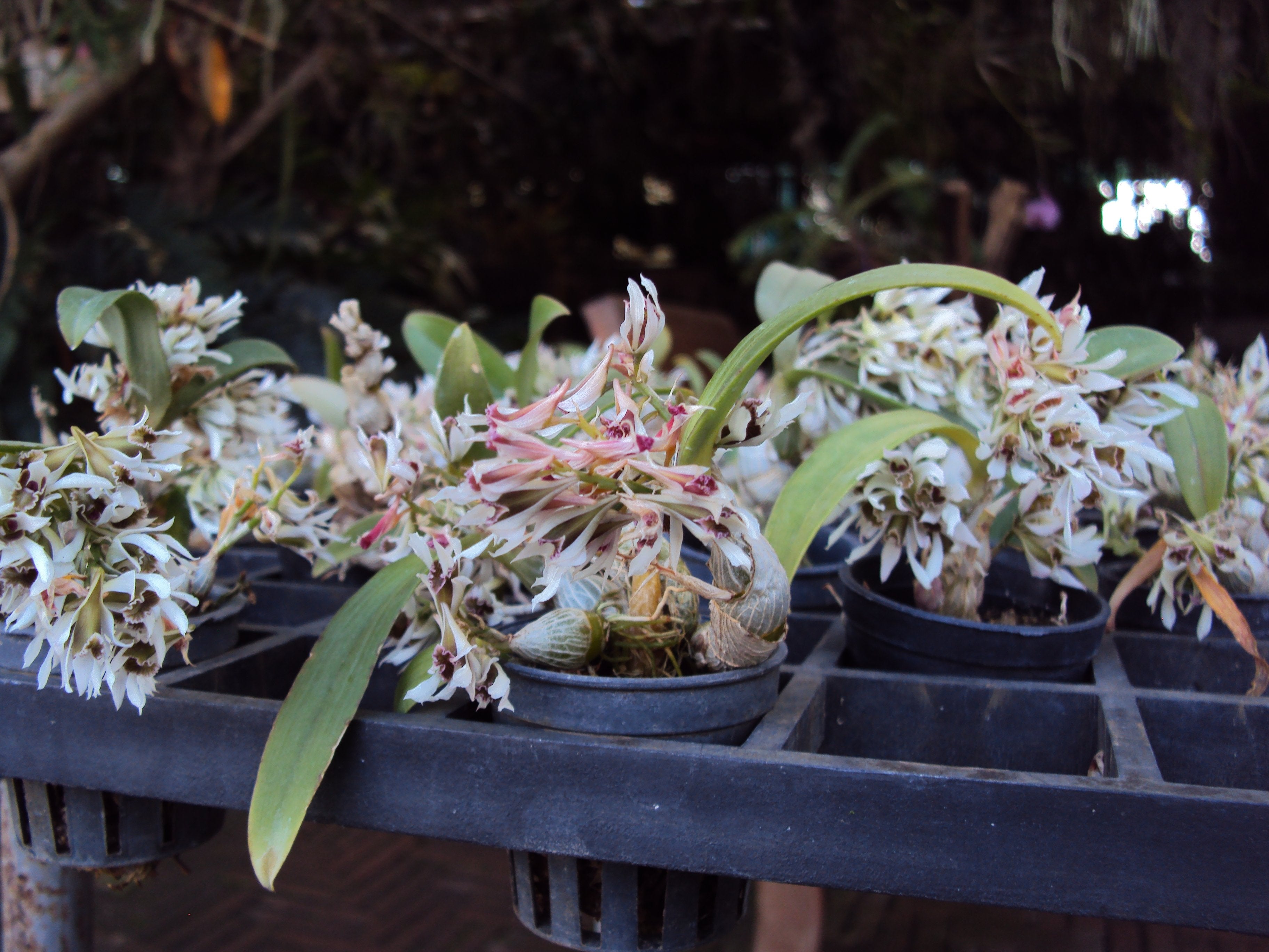 Dendrobium peguanum alba