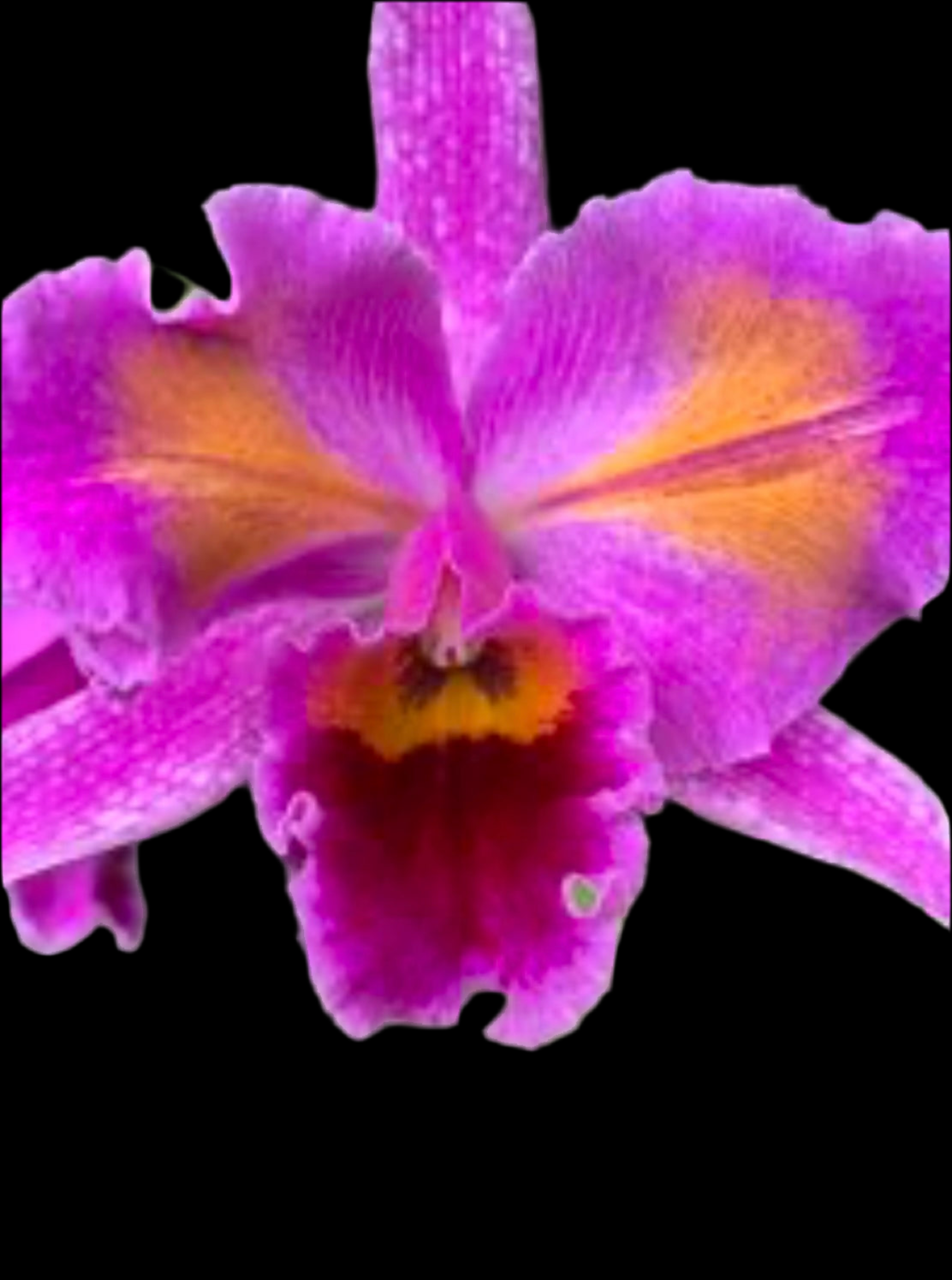 Cattleya percivaliana Peloric