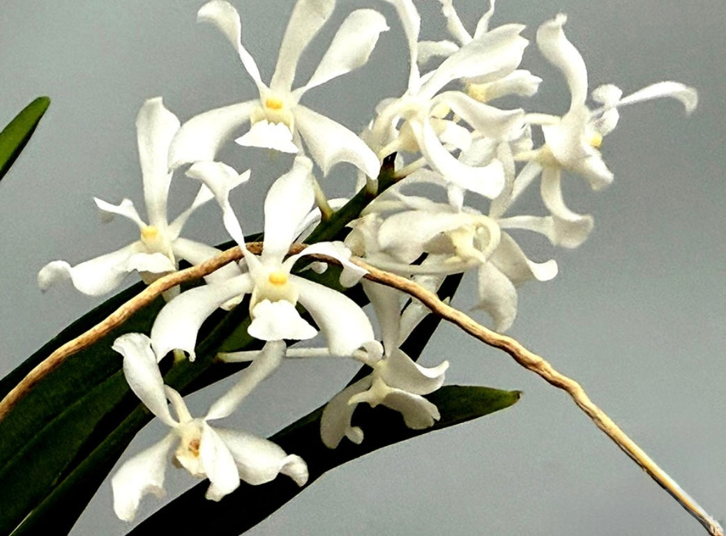 Vanda coerulescens alba