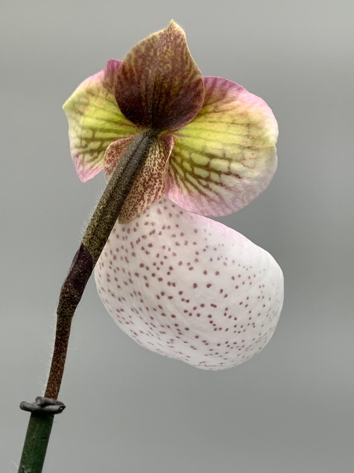 Paphiopedilum micranthum