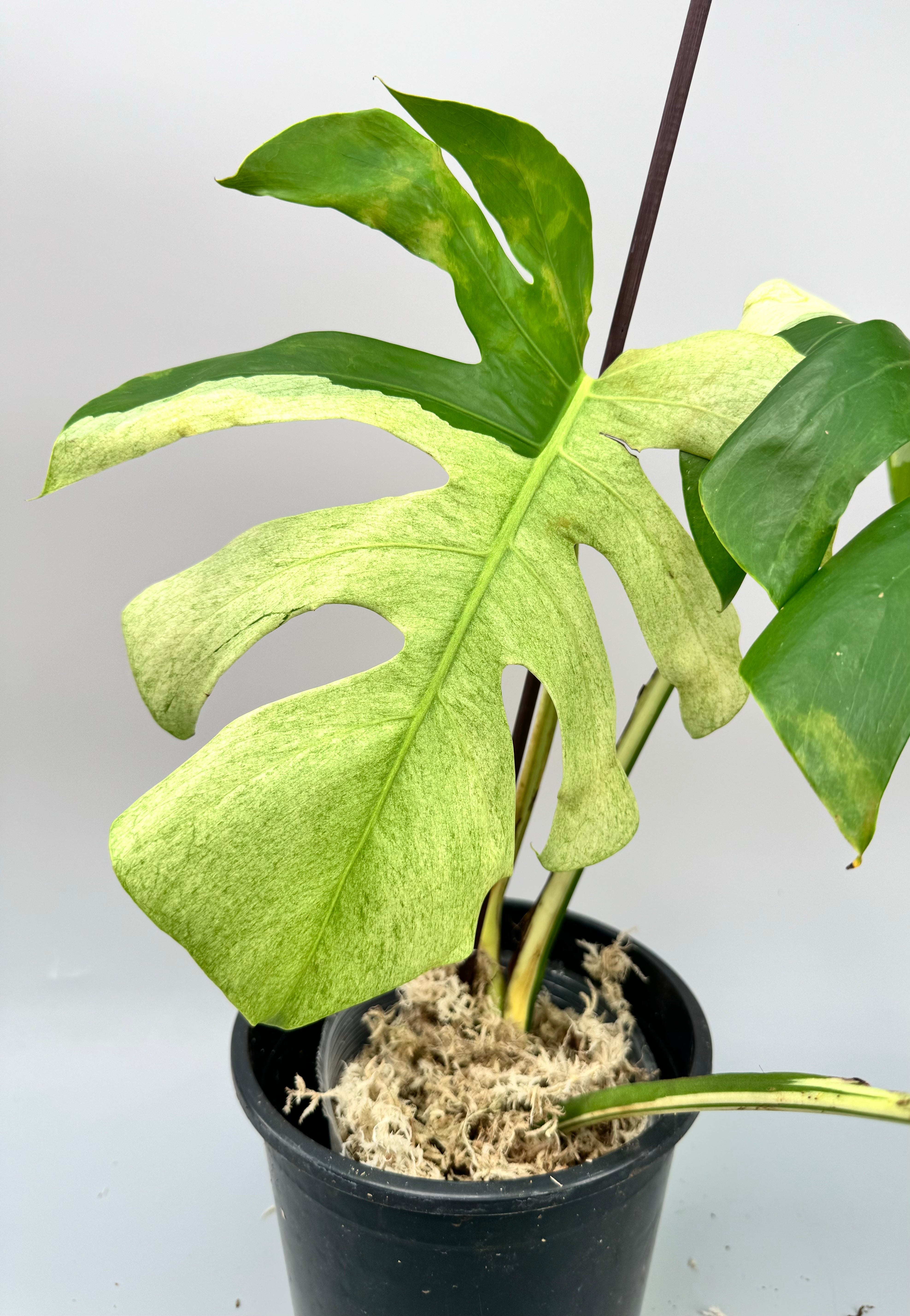 Monstera deliciosa borsigiana "Brazil Mint" (Almost Full Moon)