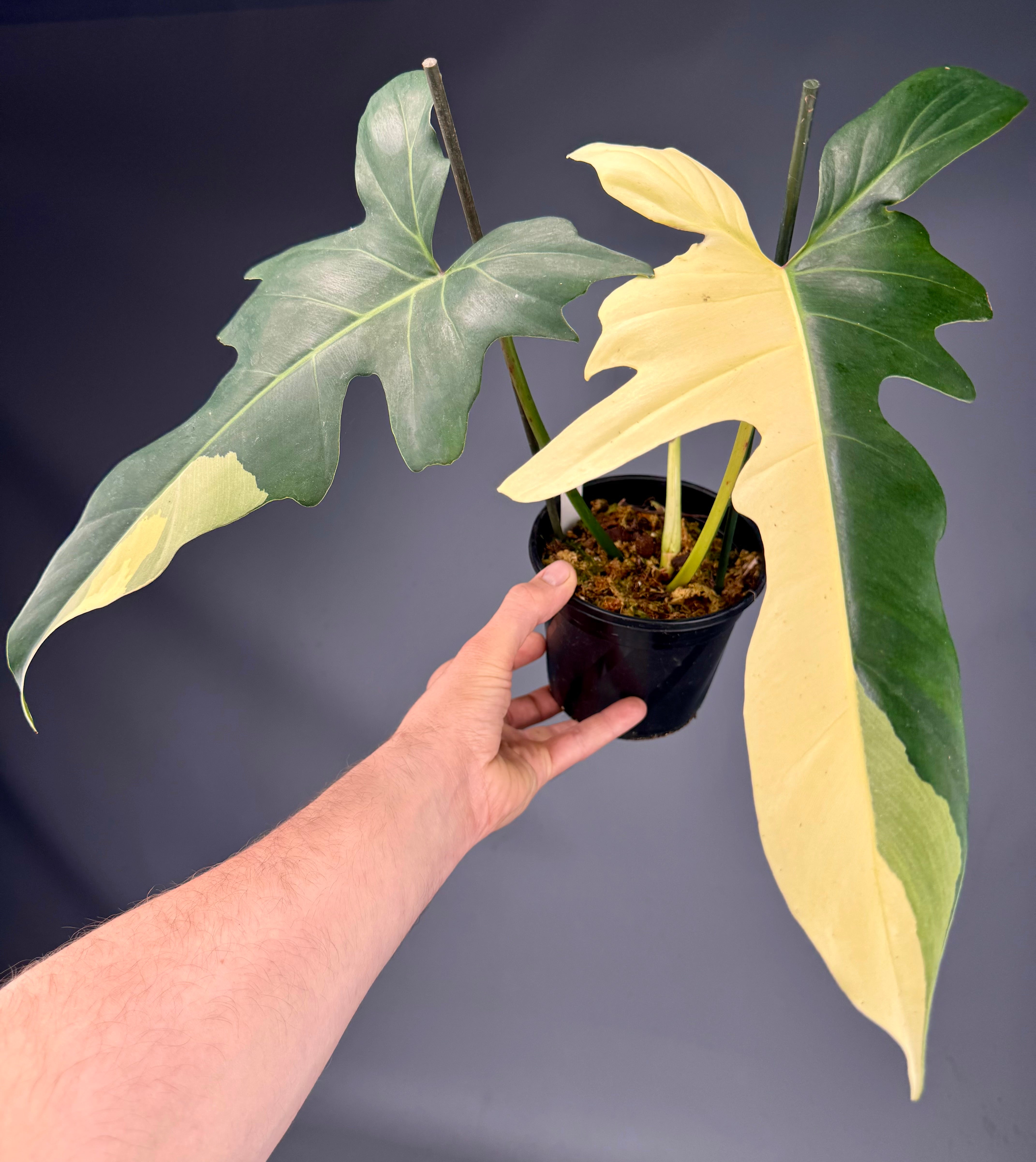 Philodendron Golden Dragon variegated albo (Nr 1)
