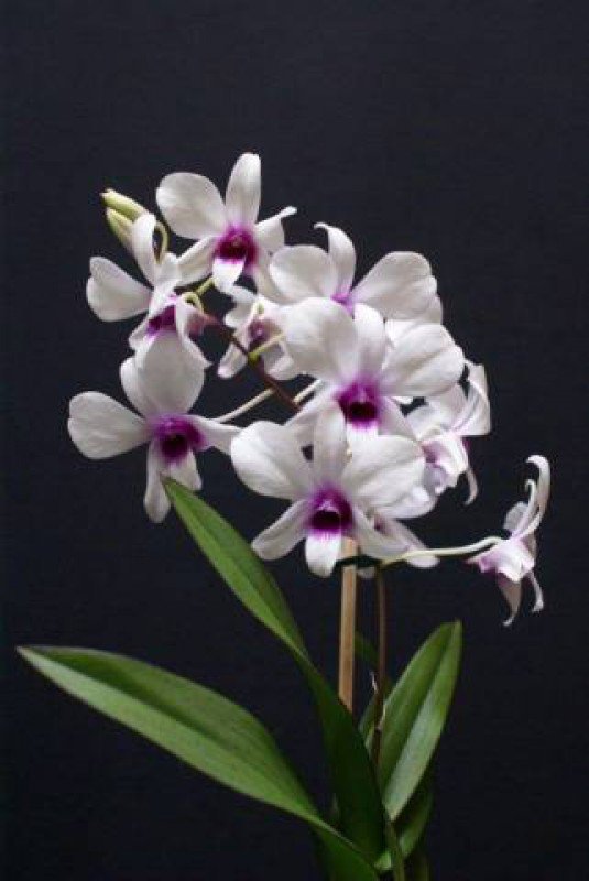 Dendrobium affine