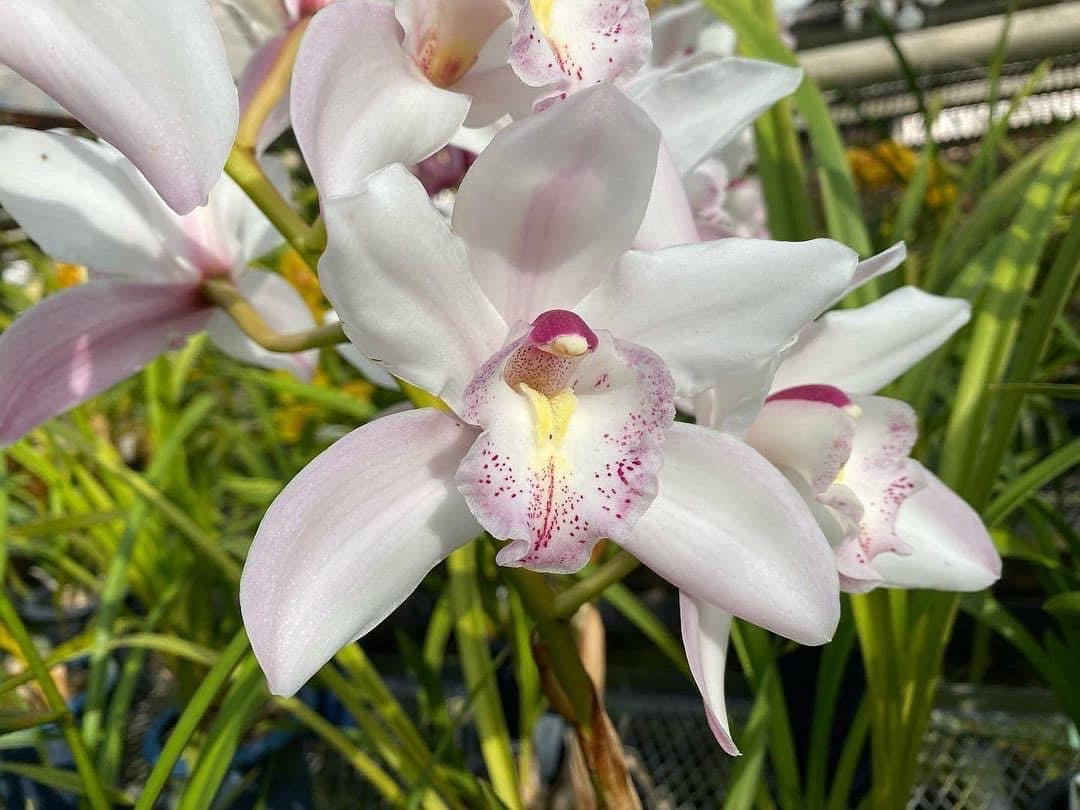 Cymbidium White Surprise