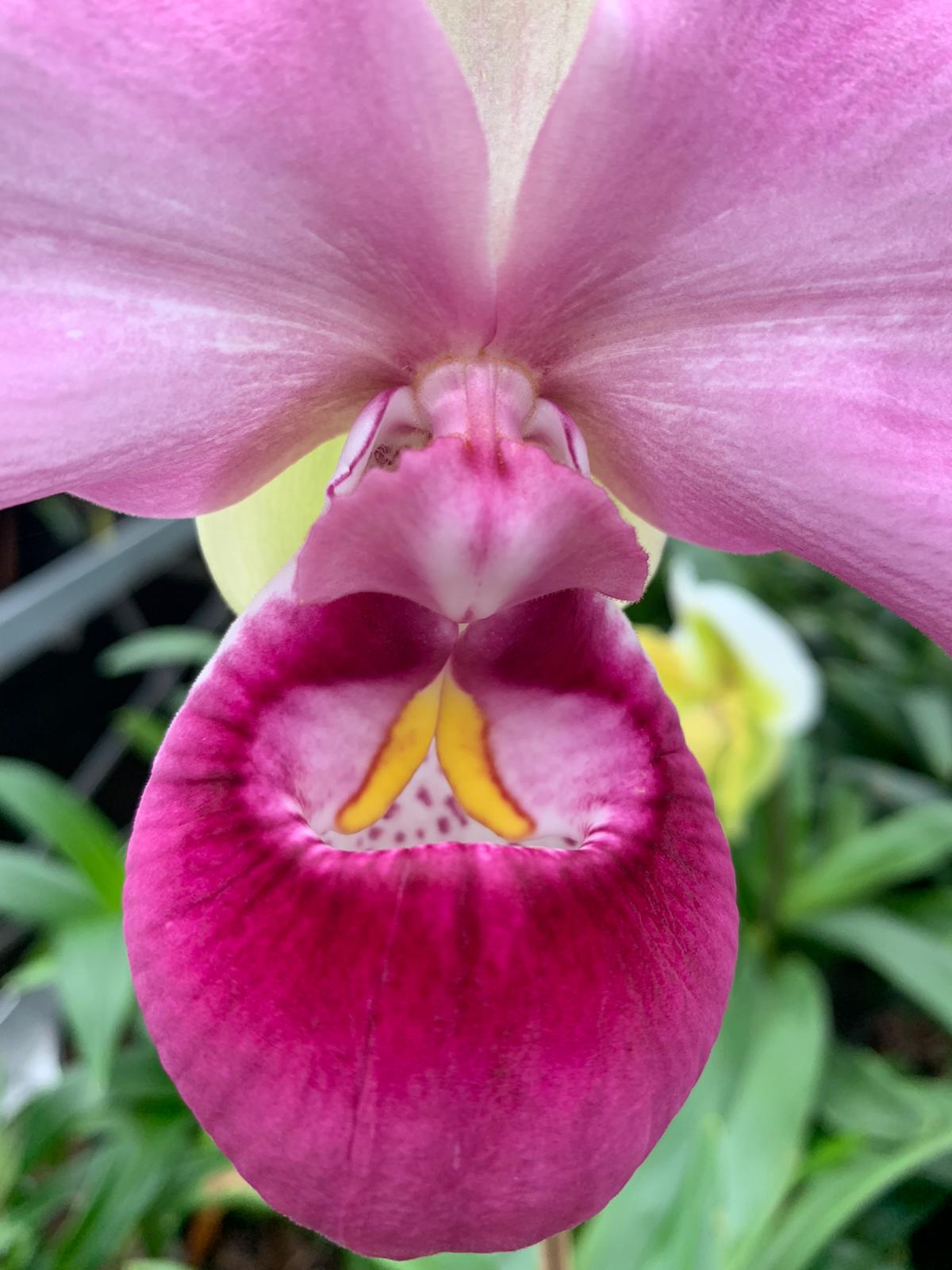 Phragmipedium kovachii