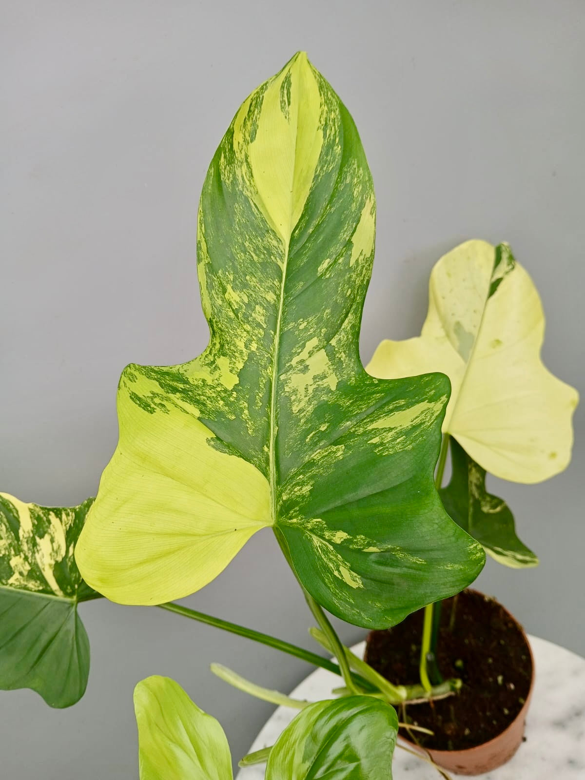 Philodendron Violin Variegated (Highly variegated)