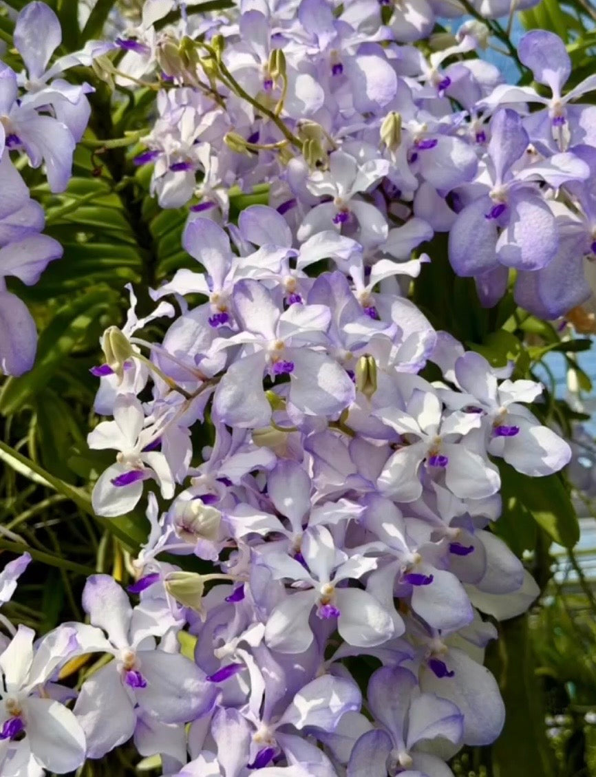 Vanda coerulea f.rogersii "Semi Alba"