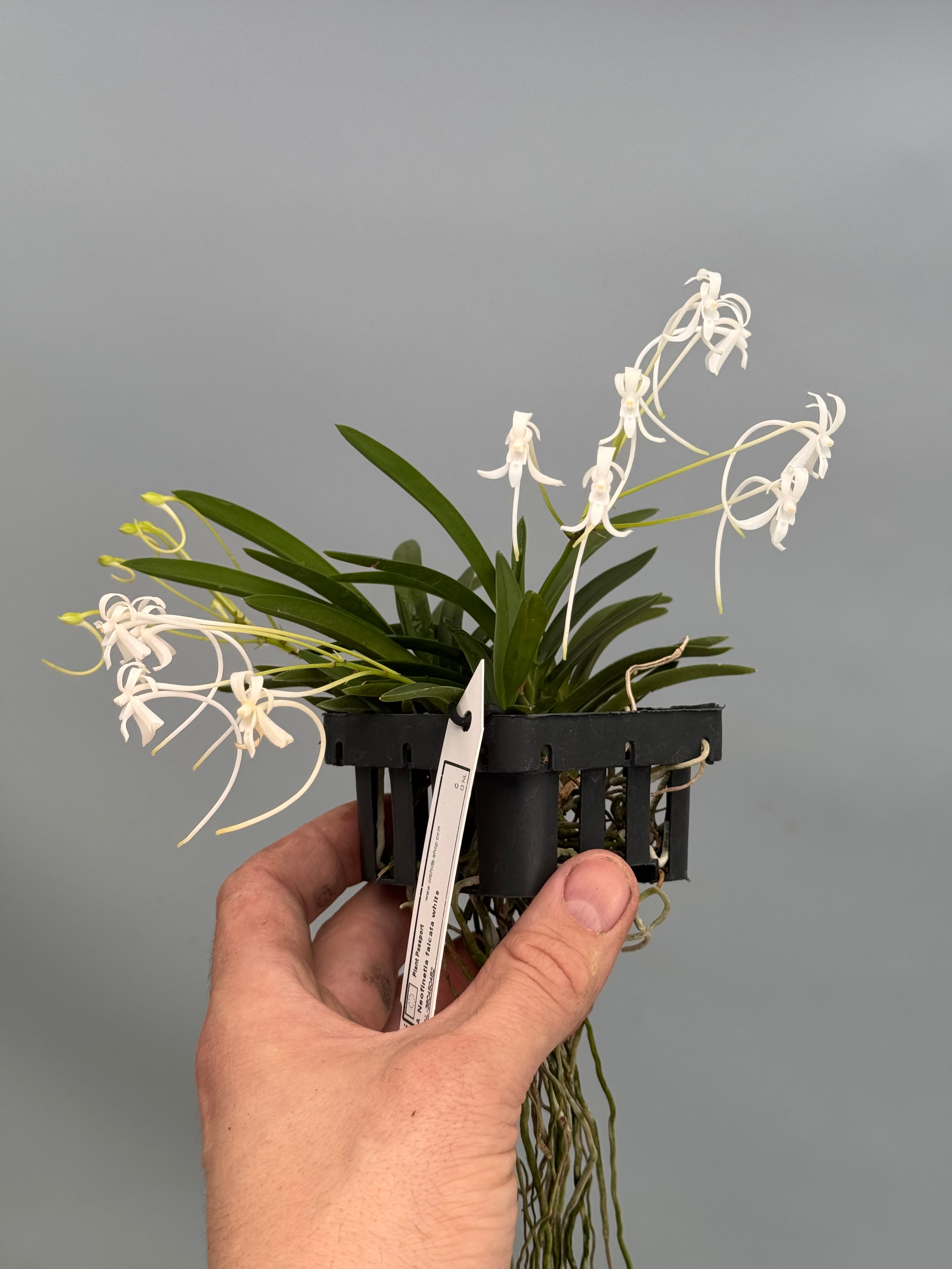 Neofinetia falcata "Clumb" (Großer XL)