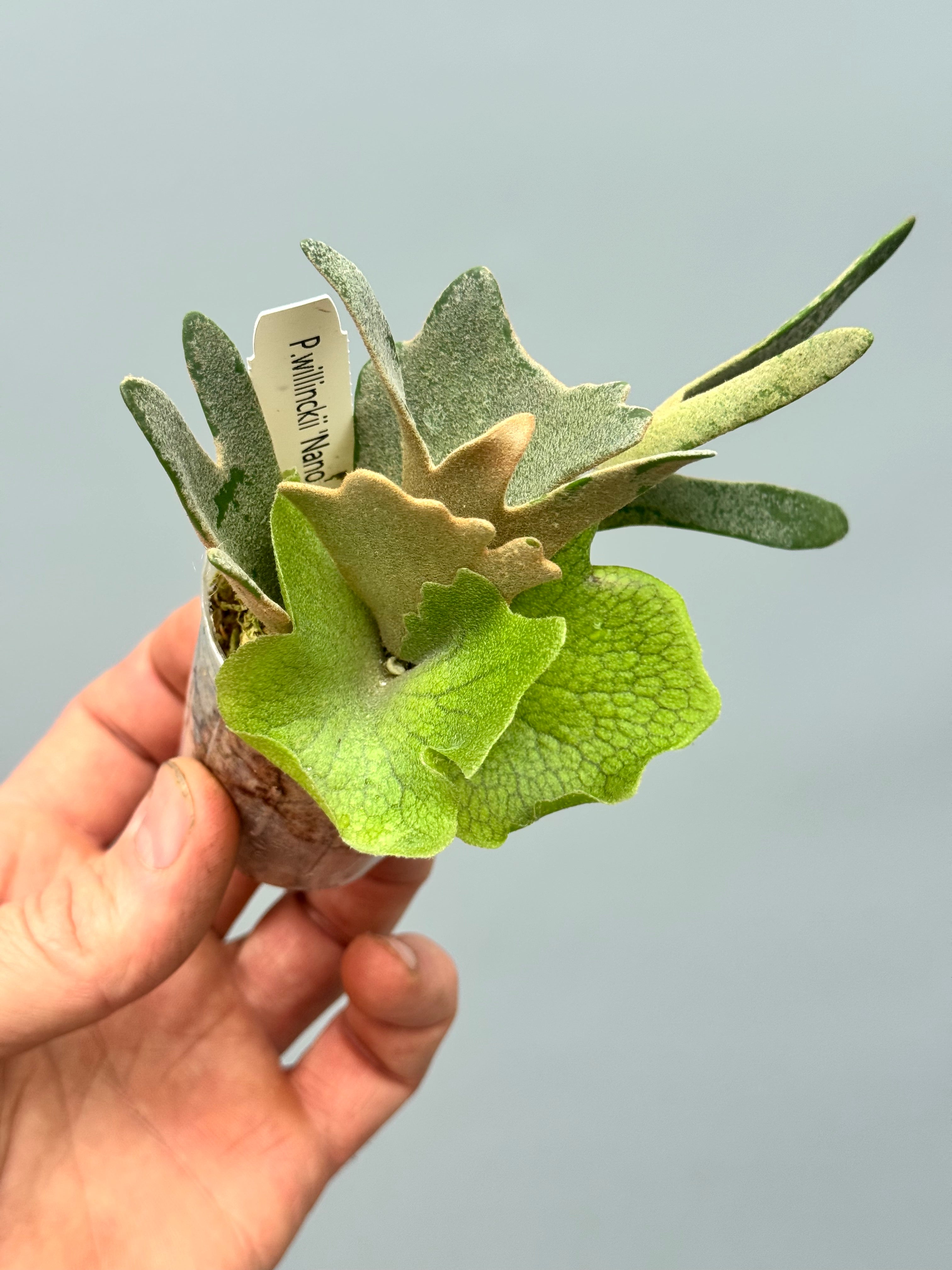 Platycerium willinckii ‘Nano’ (Big Plant)