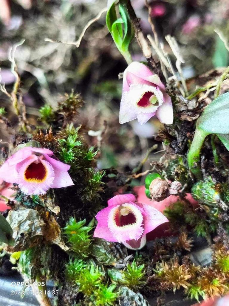 Dendrobium fuscifaucium (Micro Dendrobium) First propagation