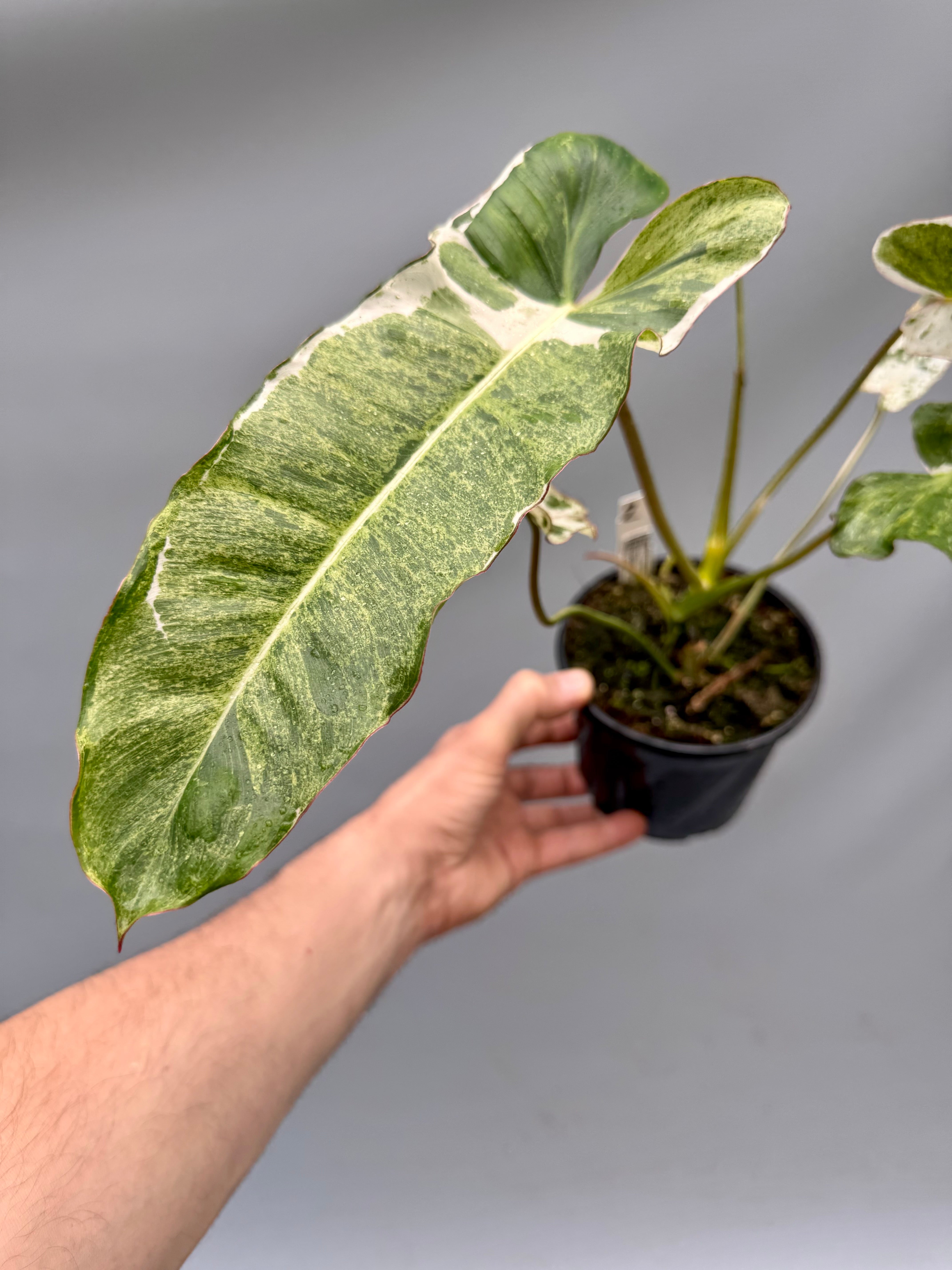 Philodendron Paraiso Verde Variegata Albo