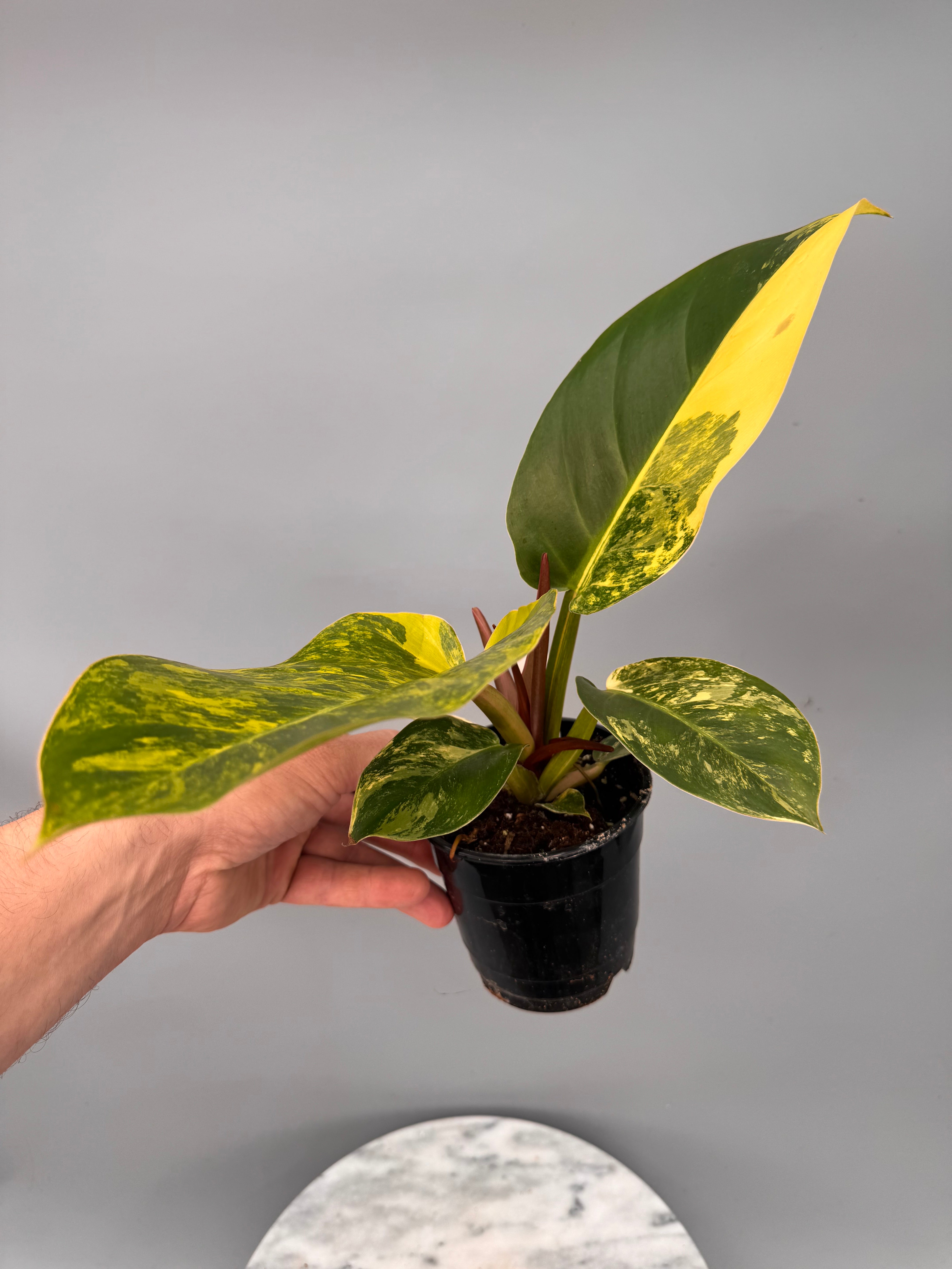 Philodendron Green Congo Variegata aurea nr 1